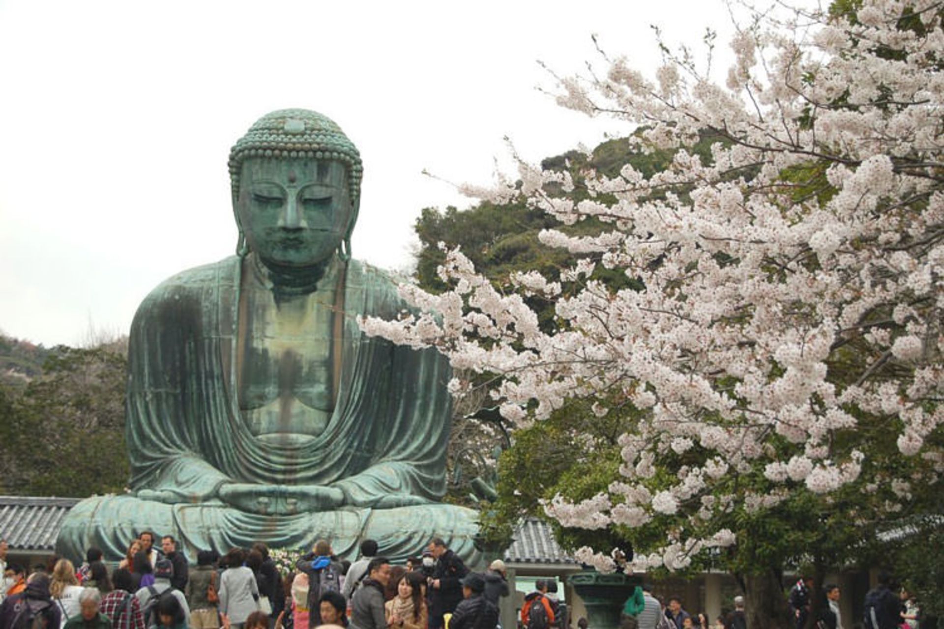 2015-12-big-buddha-kamakura-cherry-trees-photo-mark-schumacher