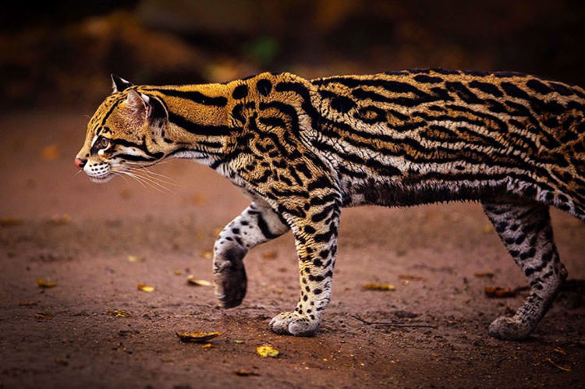 2015-12-c60fbecb-c783-4634-91b6-71a30166d675-unusual-wild-cats-21