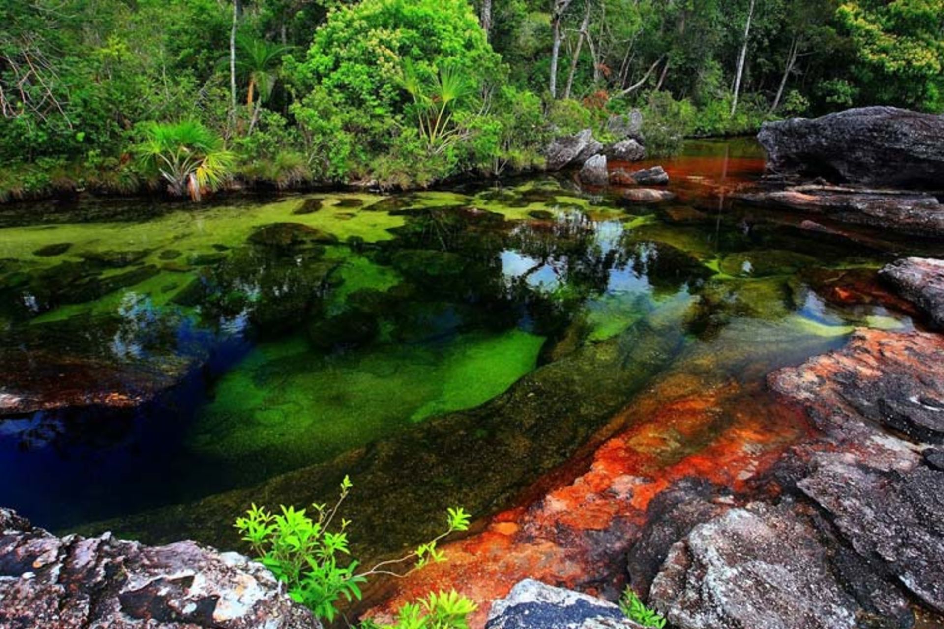2015-12-caño-cristales2