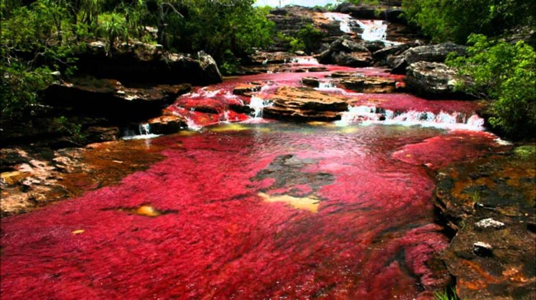 2015-12-caño-cristales3