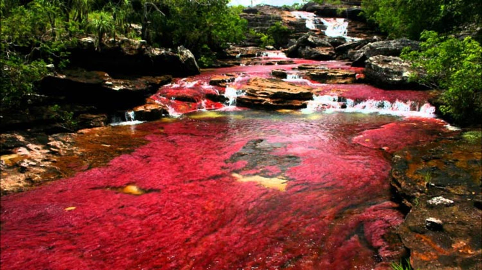 2015-12-caño-cristales3