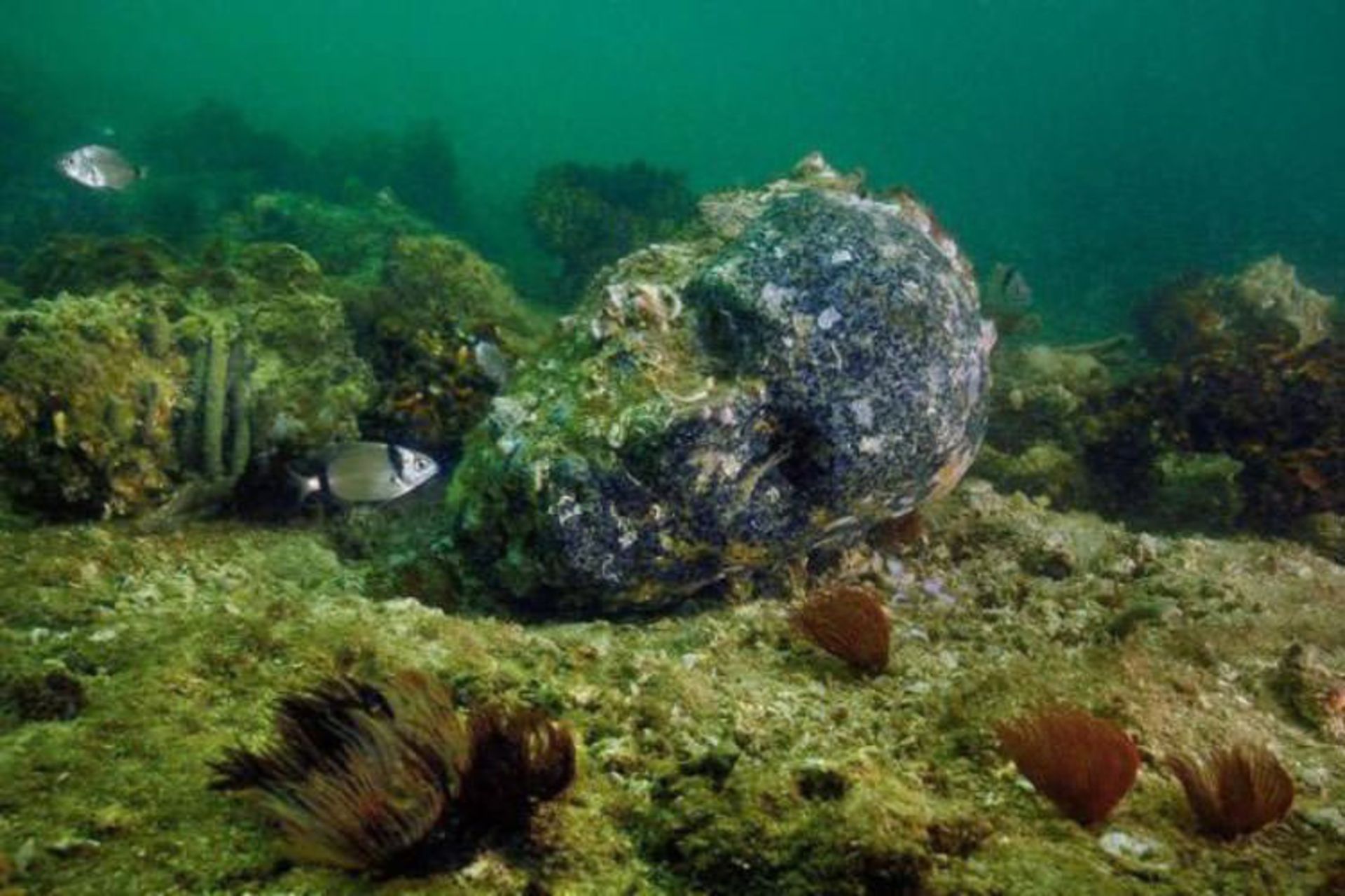 2015-12-cleopatra-palace-sunken-alexandria-3