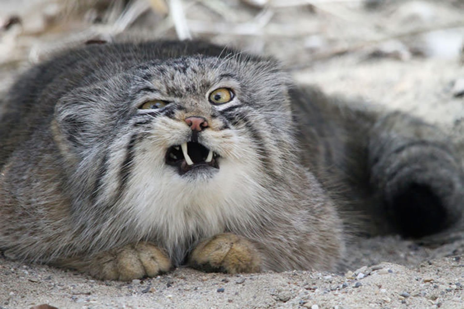 2015-12-d66bd397-3ffd-4939-8d3a-9c765672a08d-unusual-wild-cats-4