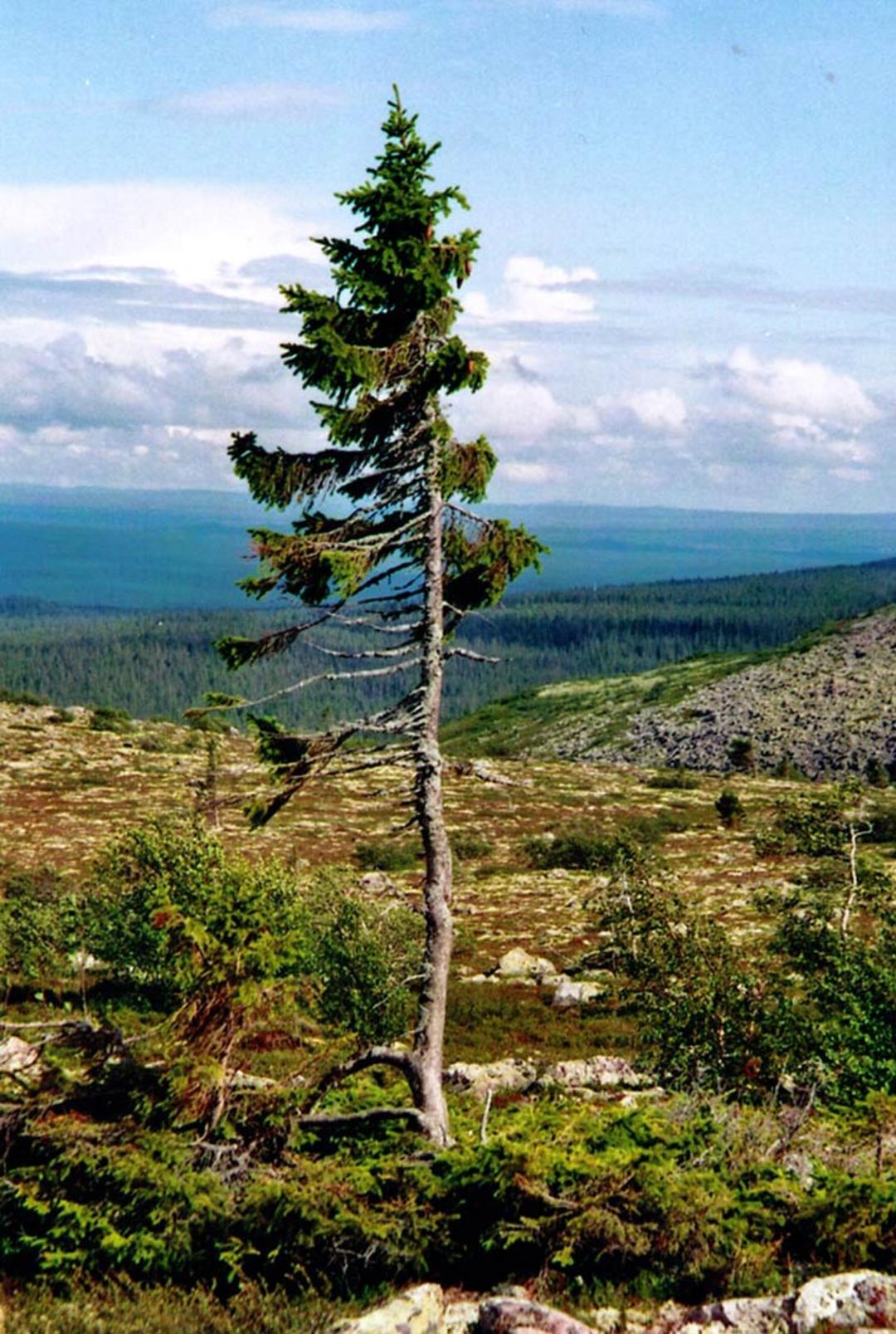 2015-12-ee1f8b42-1ff4-4f8e-8263-bd16c2bb5baa-oldest-tree-old-tjikko-sweden-1855