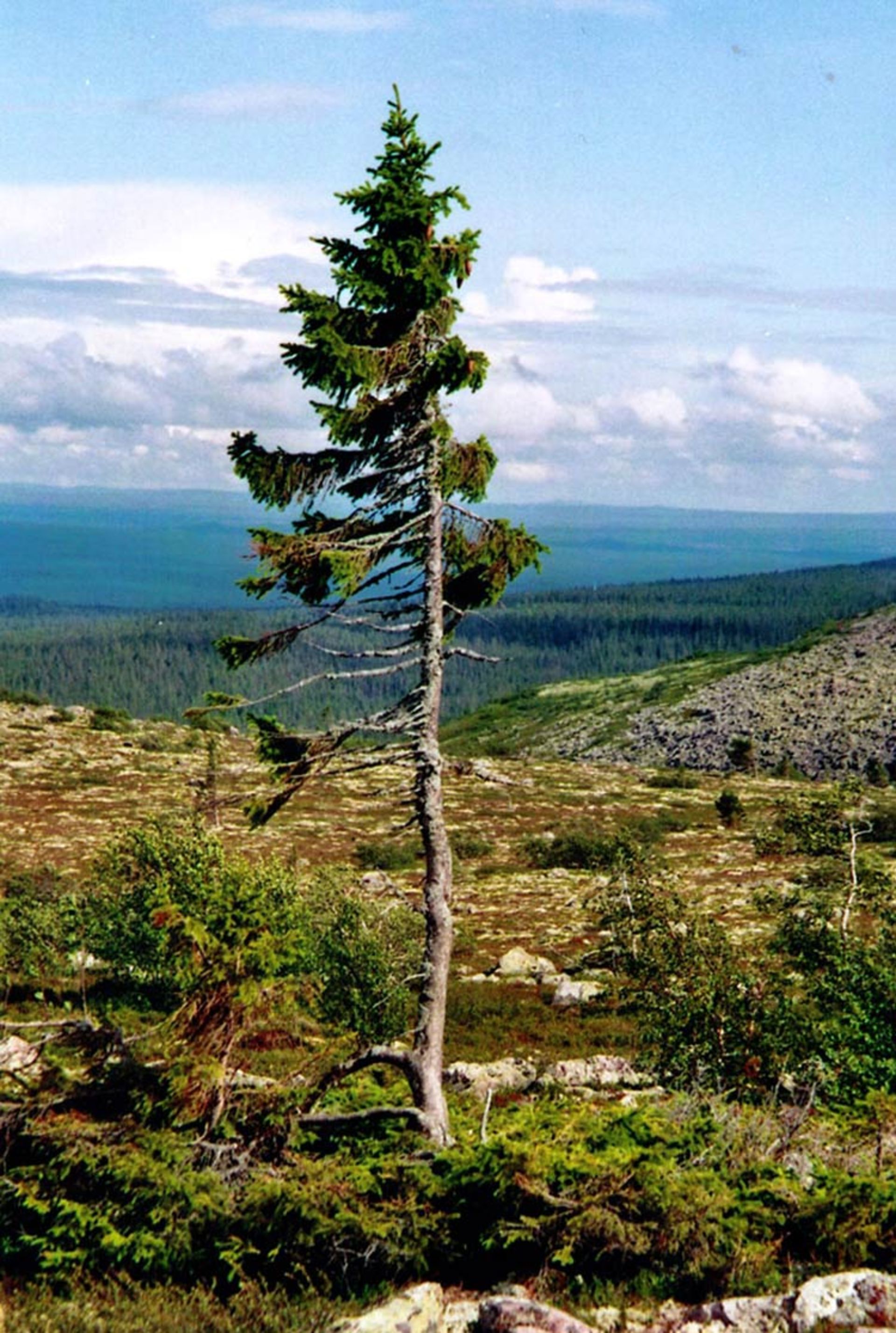 2015-12-ee1f8b42-1ff4-4f8e-8263-bd16c2bb5baa-oldest-tree-old-tjikko-sweden-1855