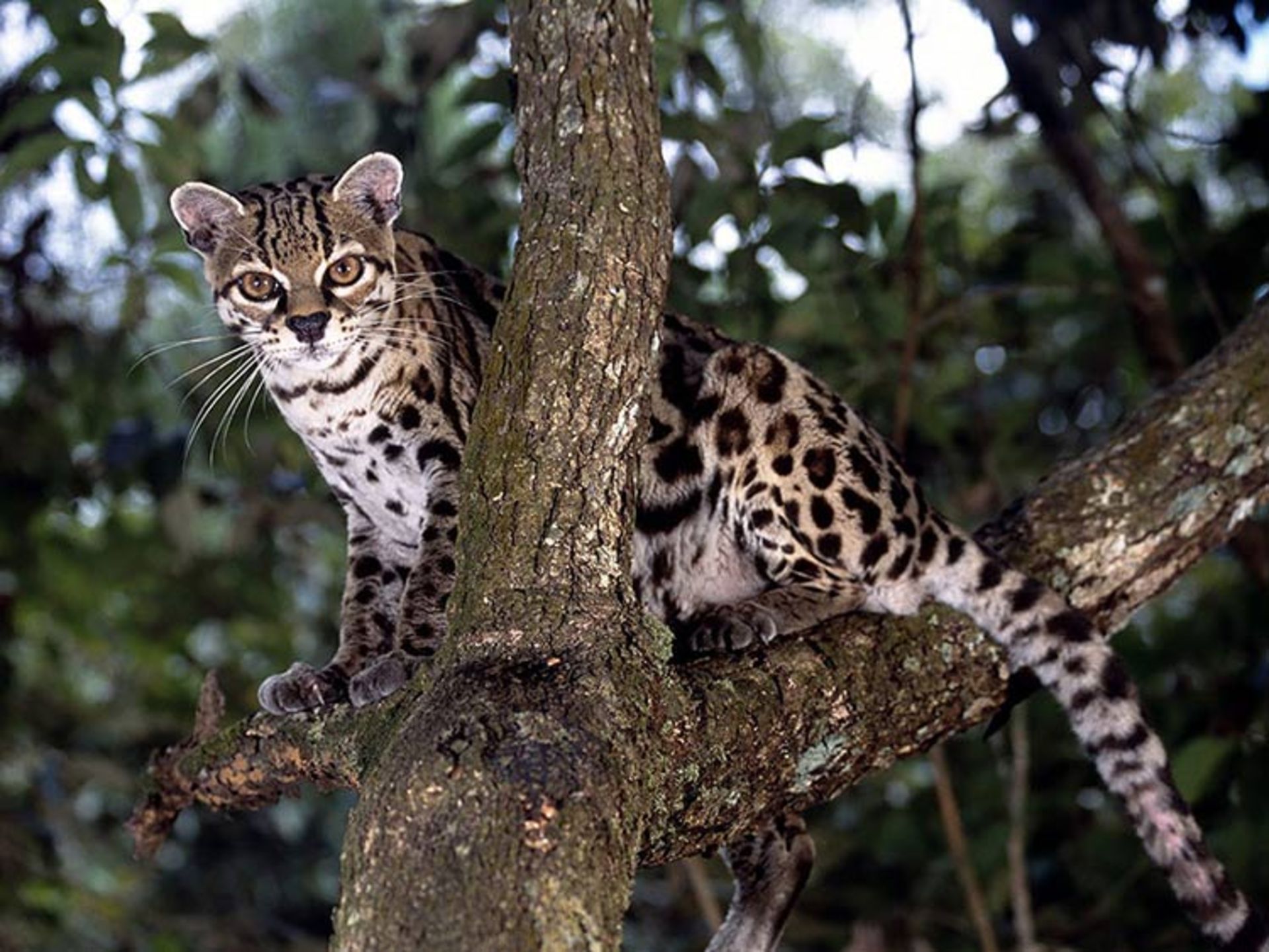 2015-12-f775a907-c518-4352-9200-ad15d0782217-unusual-wild-cats-25