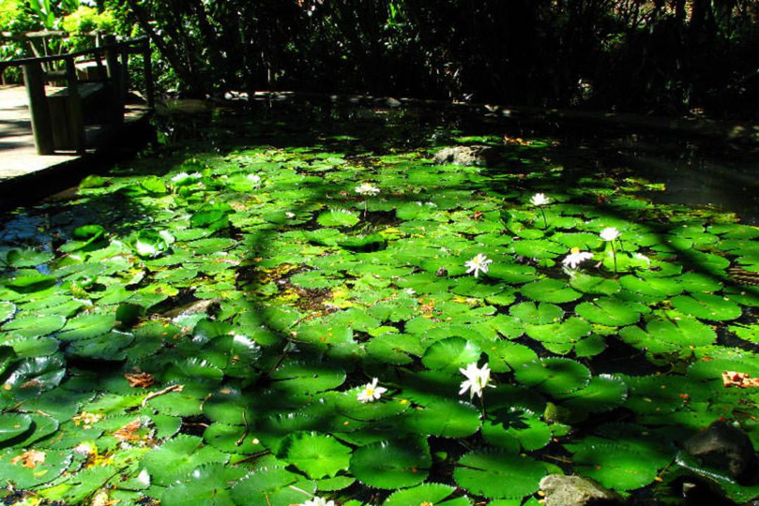 2015-12-garden-of-the-sleeping-giant-nadi-viti-levu-fiji-029-1