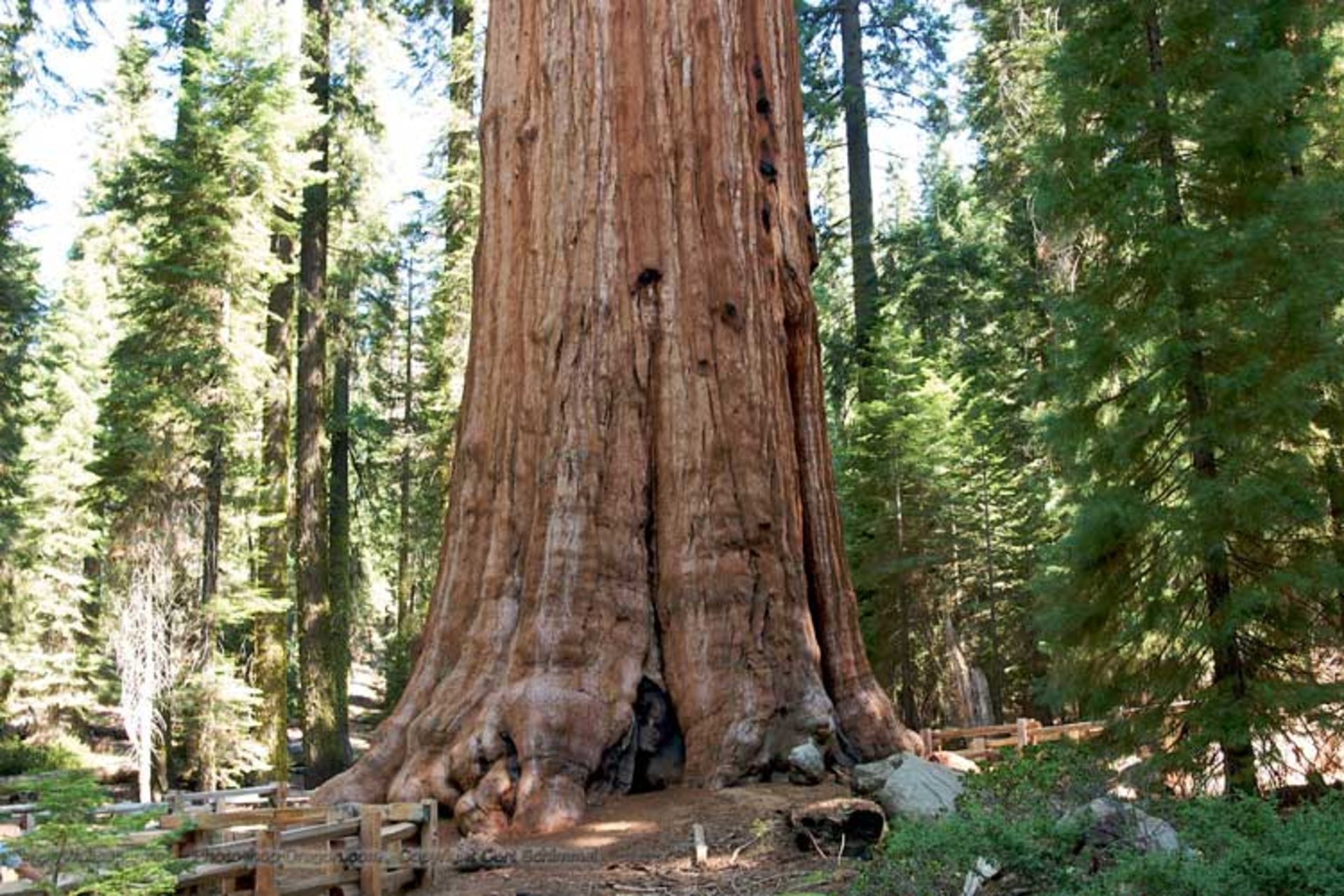 2015-12-general-sherman-tree-in-sequoia-national-park-desktop-wallpaper-sequoia-national-park-wallpaper-