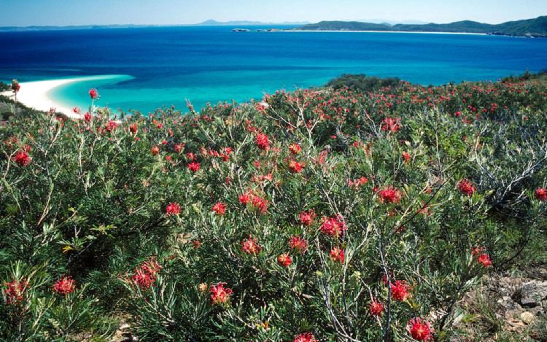 جزیره great barrier reef