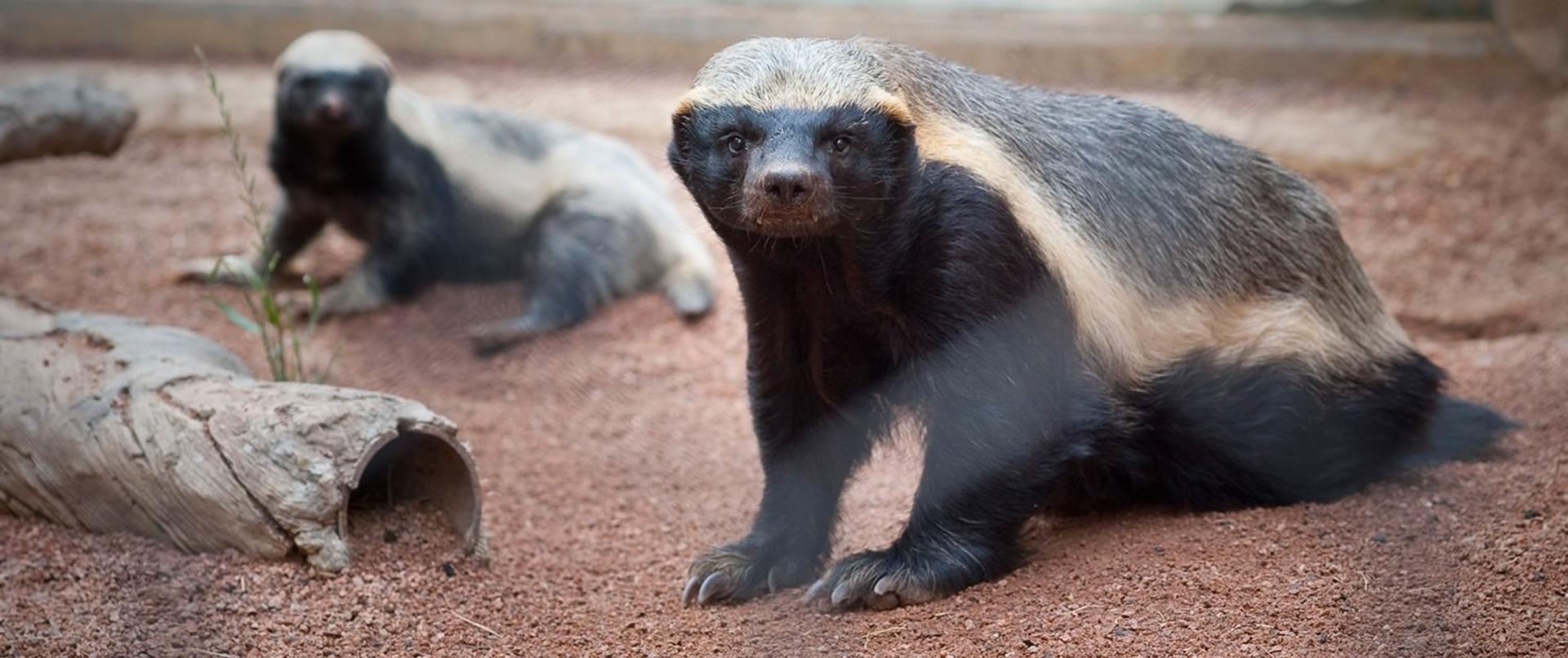 2015-12-honeybadger1-1500x630
