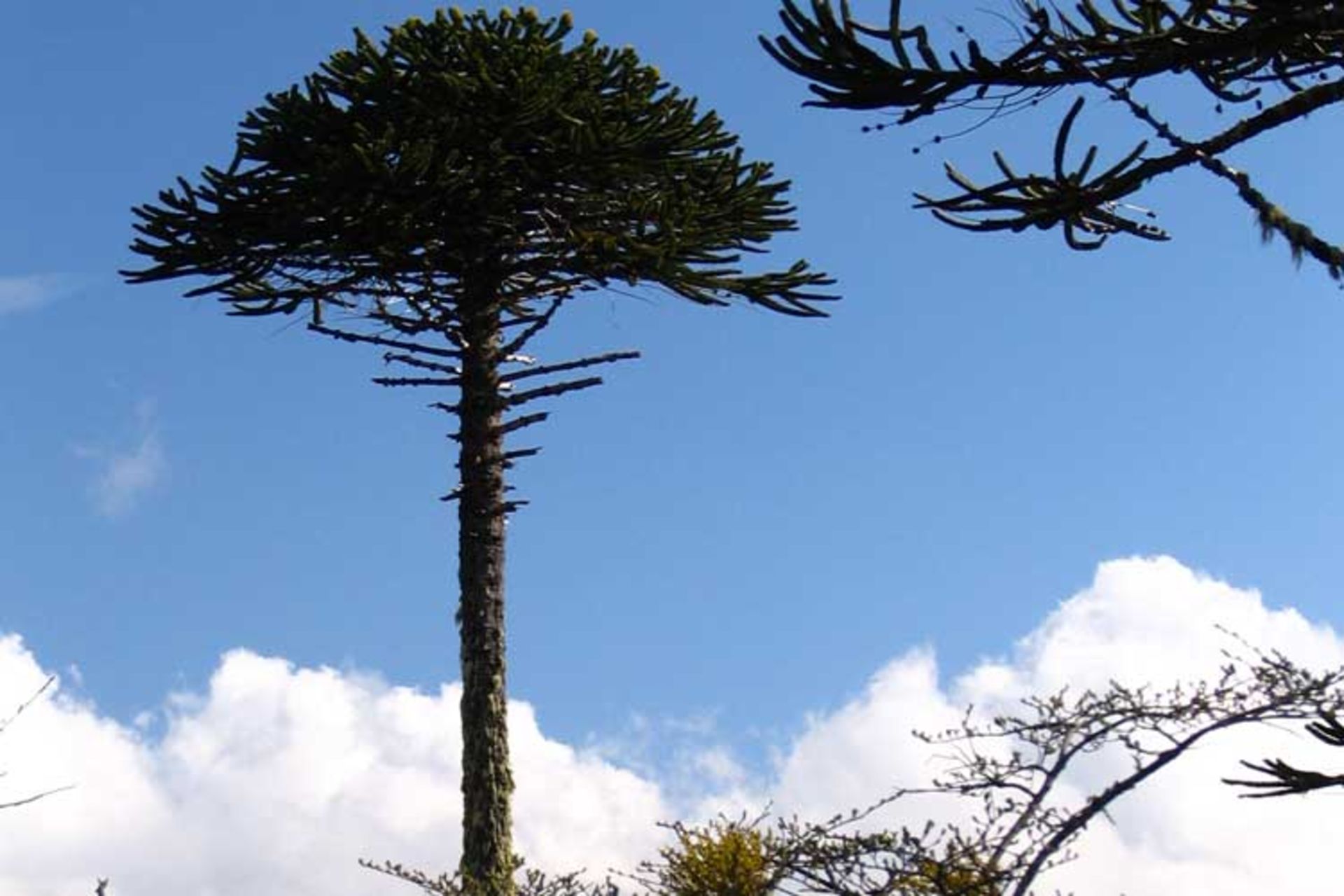 معمای میمون