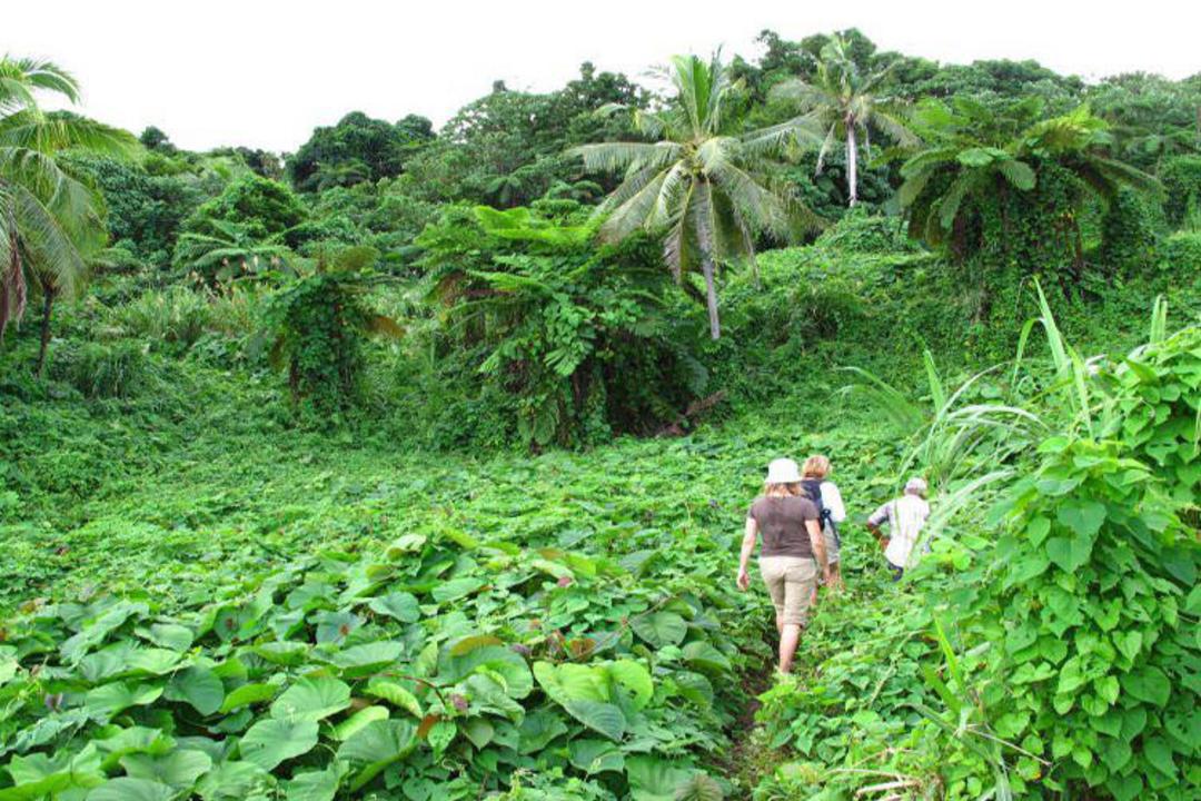 2015-12-jungle-trails
