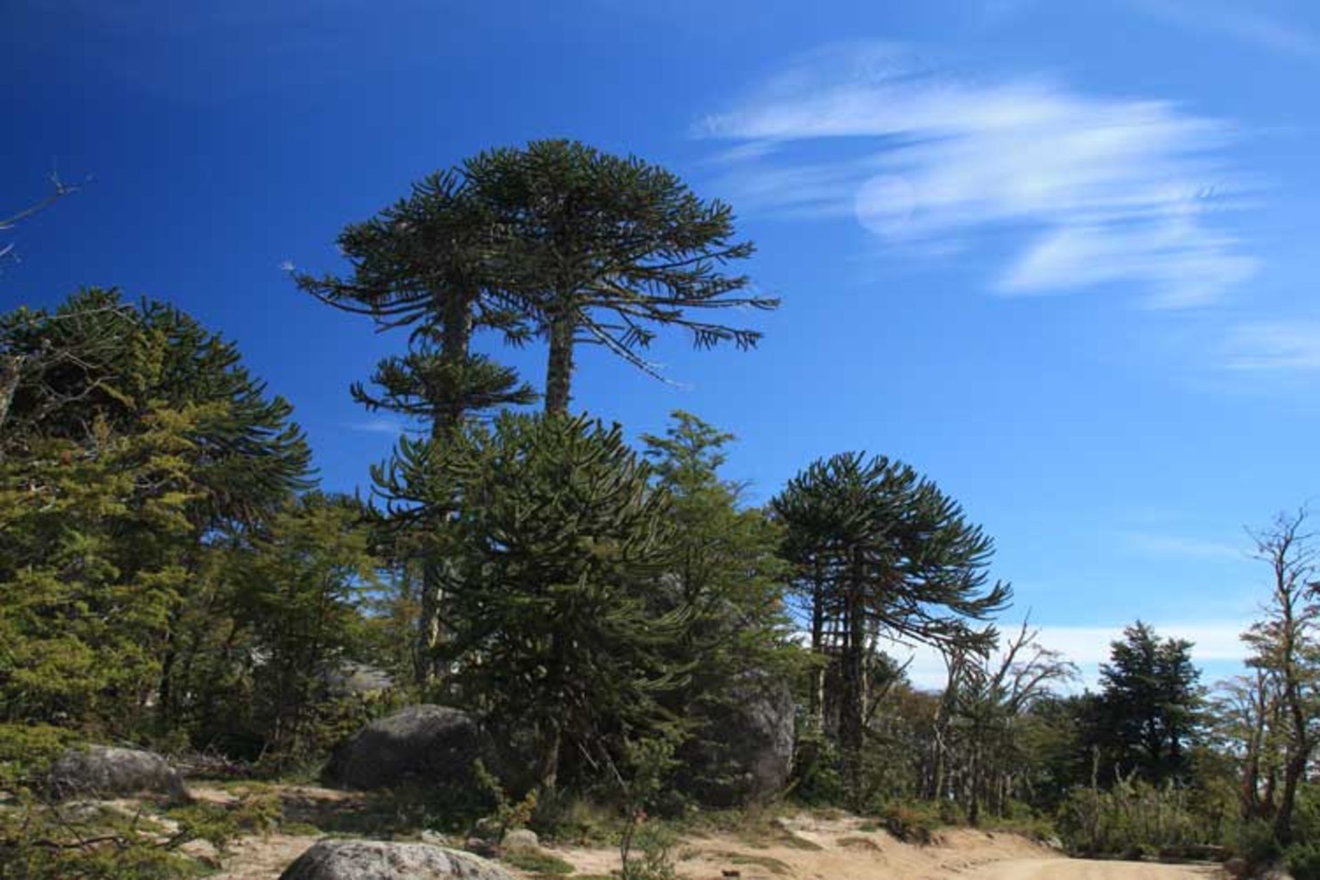 معمای میمون