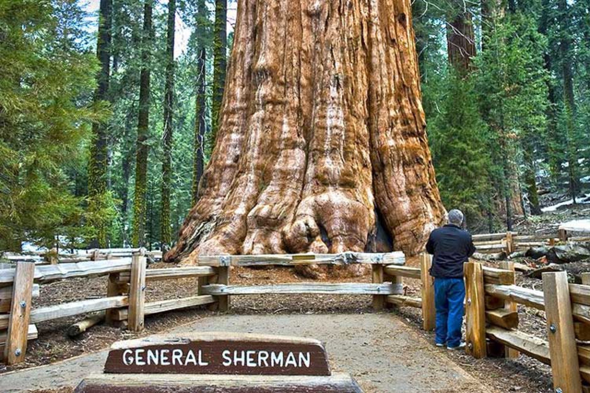 2015-12-sequoia-national-park-photo-general-sherman-is-a-giant-sequoia-and-it-is-the-largest-tree-by-volume