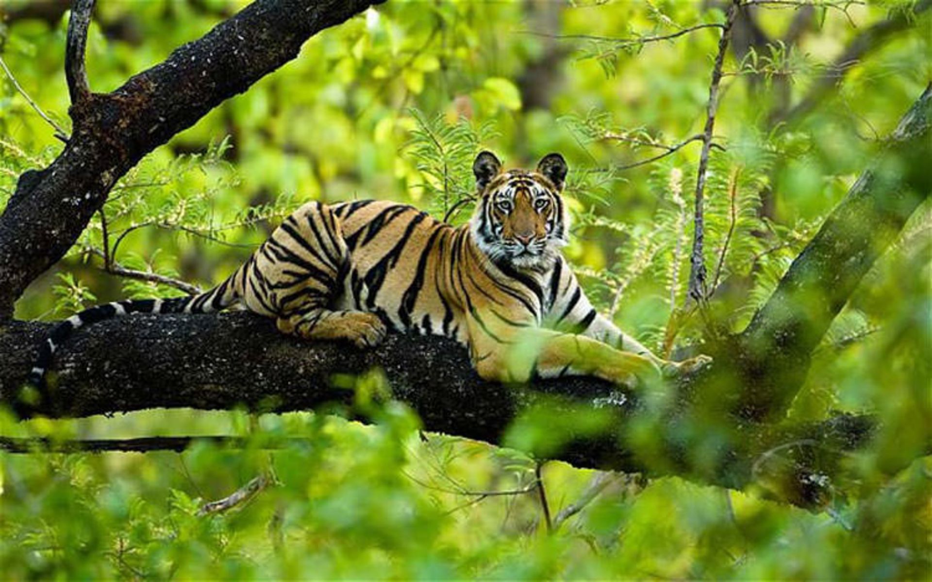 2015-12-tigers