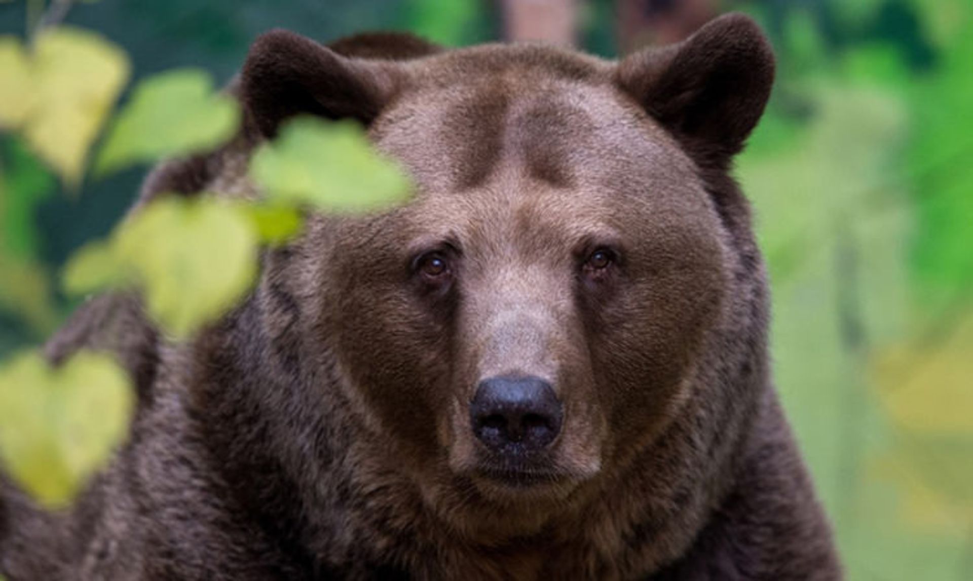 2016-1-01a52072-a2ca-4535-bbfa-904b1a22b758-brown-bear