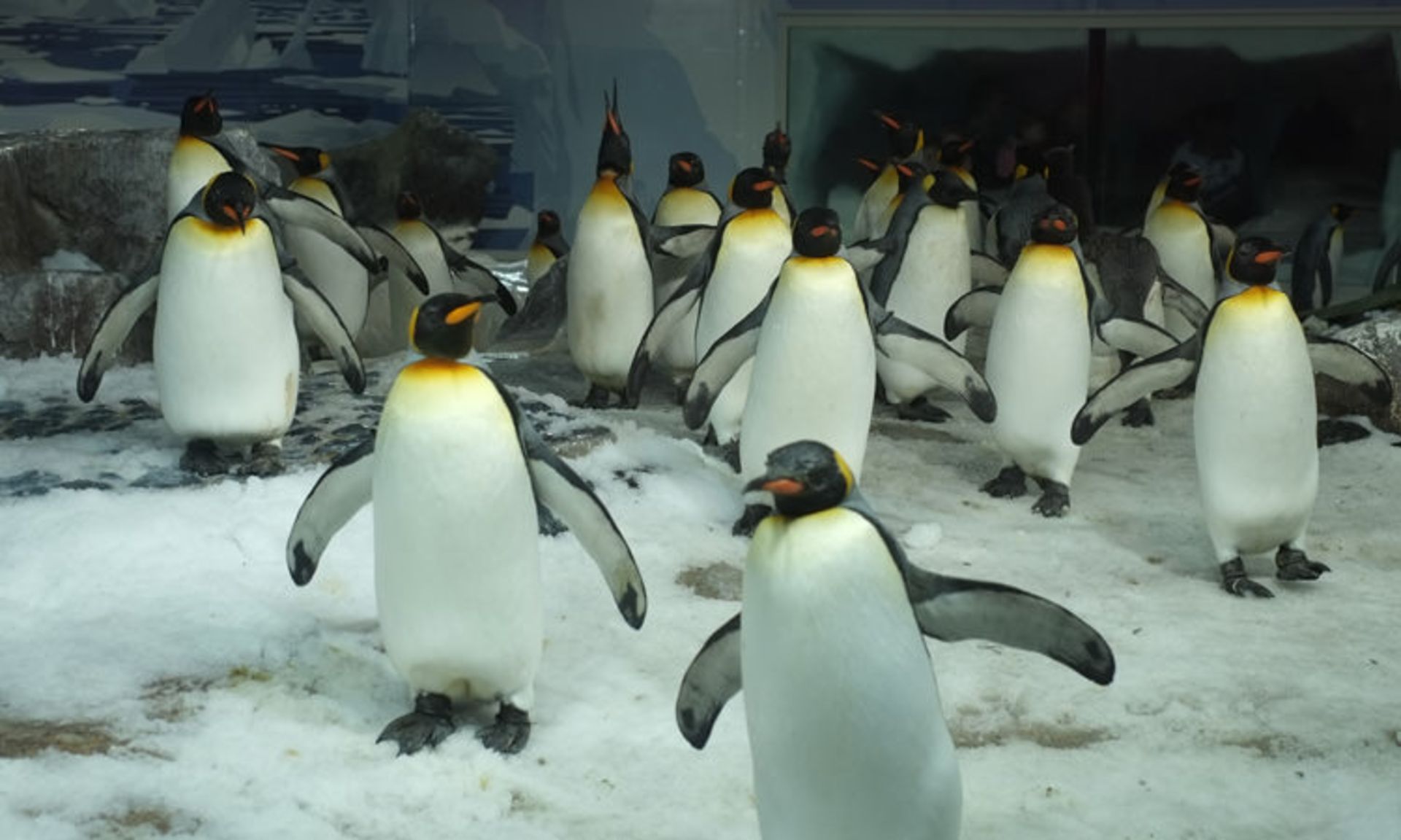 2016-1-03d53066-7d81-40ee-9f91-d9192f189f3c-kelly-tarltons-sea-life-aquarium-2