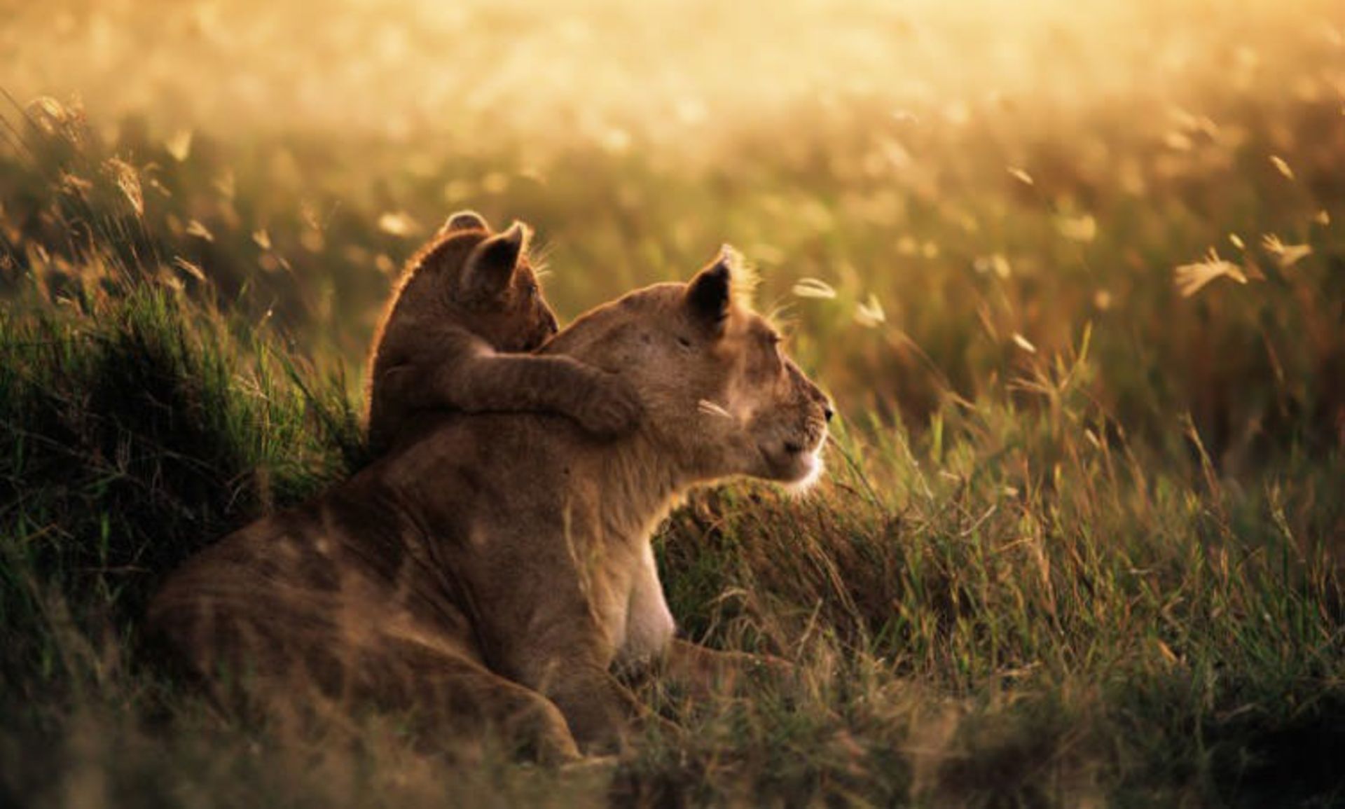 2016-1-05f26187-44c3-489c-bf96-8eb0ad5875b8-serengeti-national--park-tanzania-5
