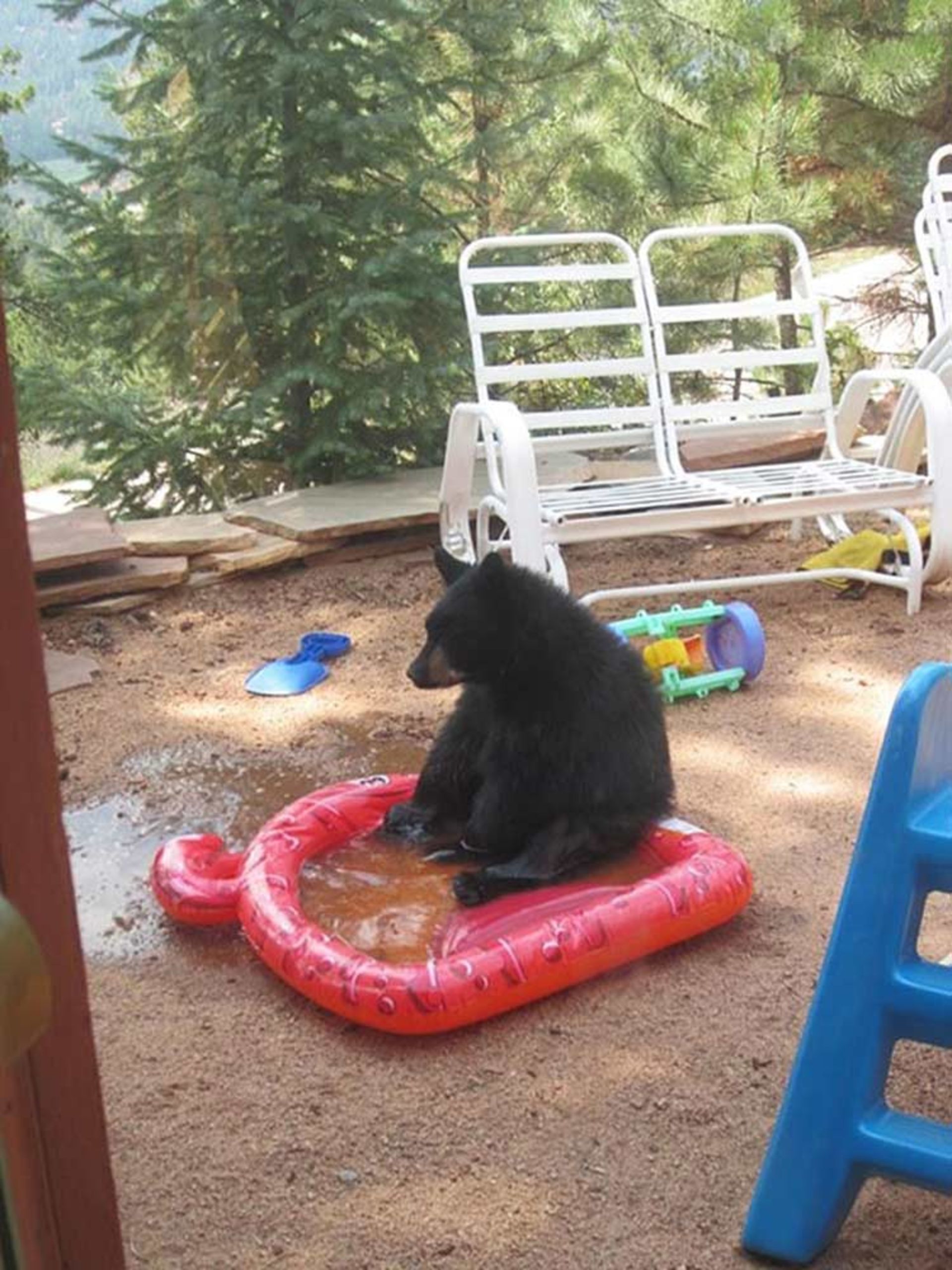2016-1-0e83efb5-af2b-48df-ba9c-32b3e9095c26-funny-bears-doing-human-things-28