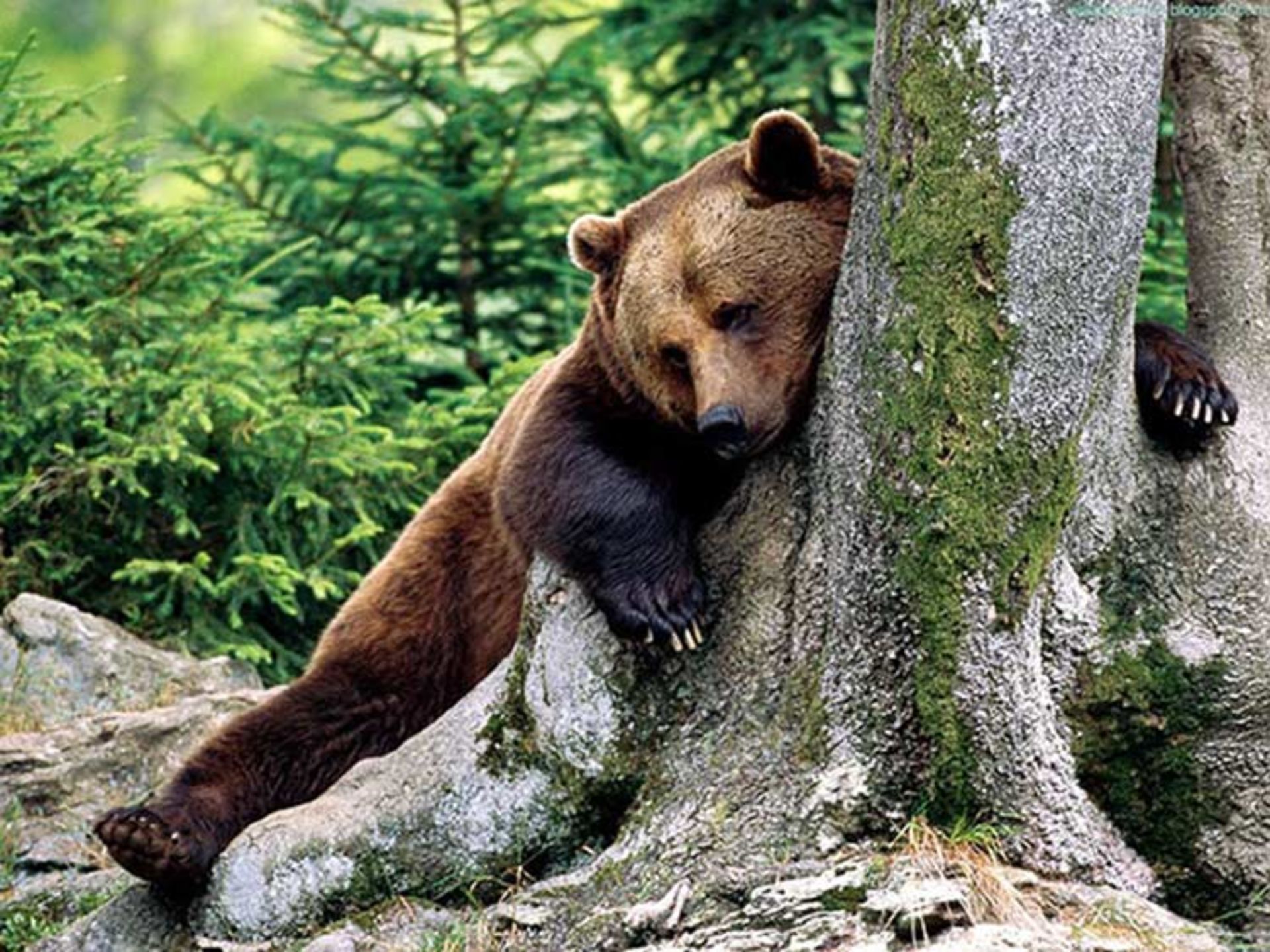 2016-1-109d4792-7194-435b-9c15-e60cd376fe79-funny-bears-doing-human-things-20
