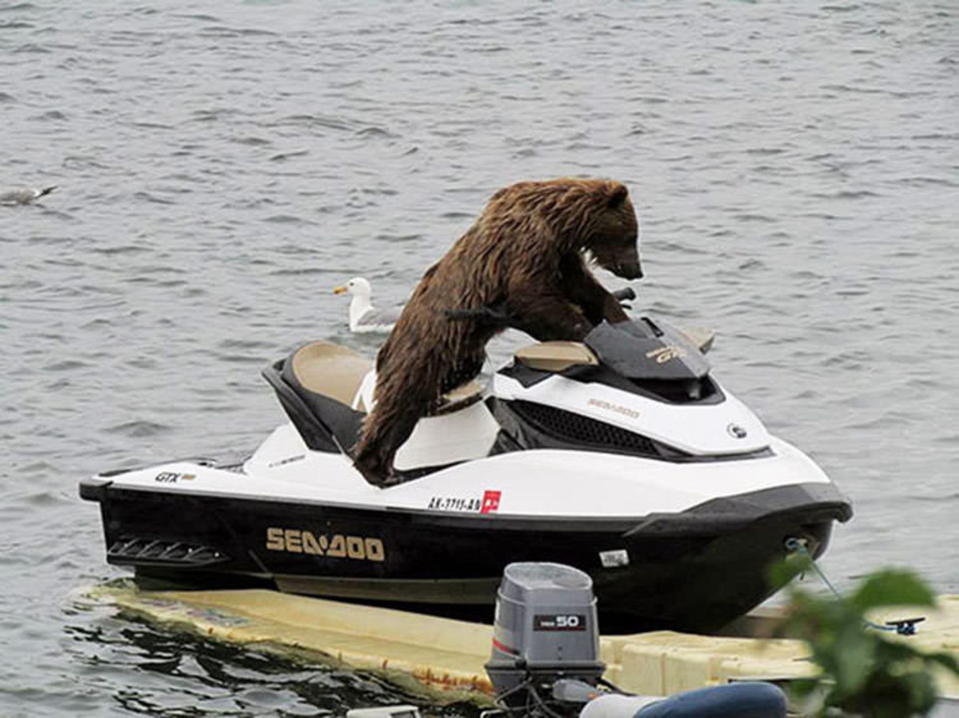 2016-1-116bc04b-a83e-4ca7-b568-5db467db8f74-funny-bears-doing-human-things-27