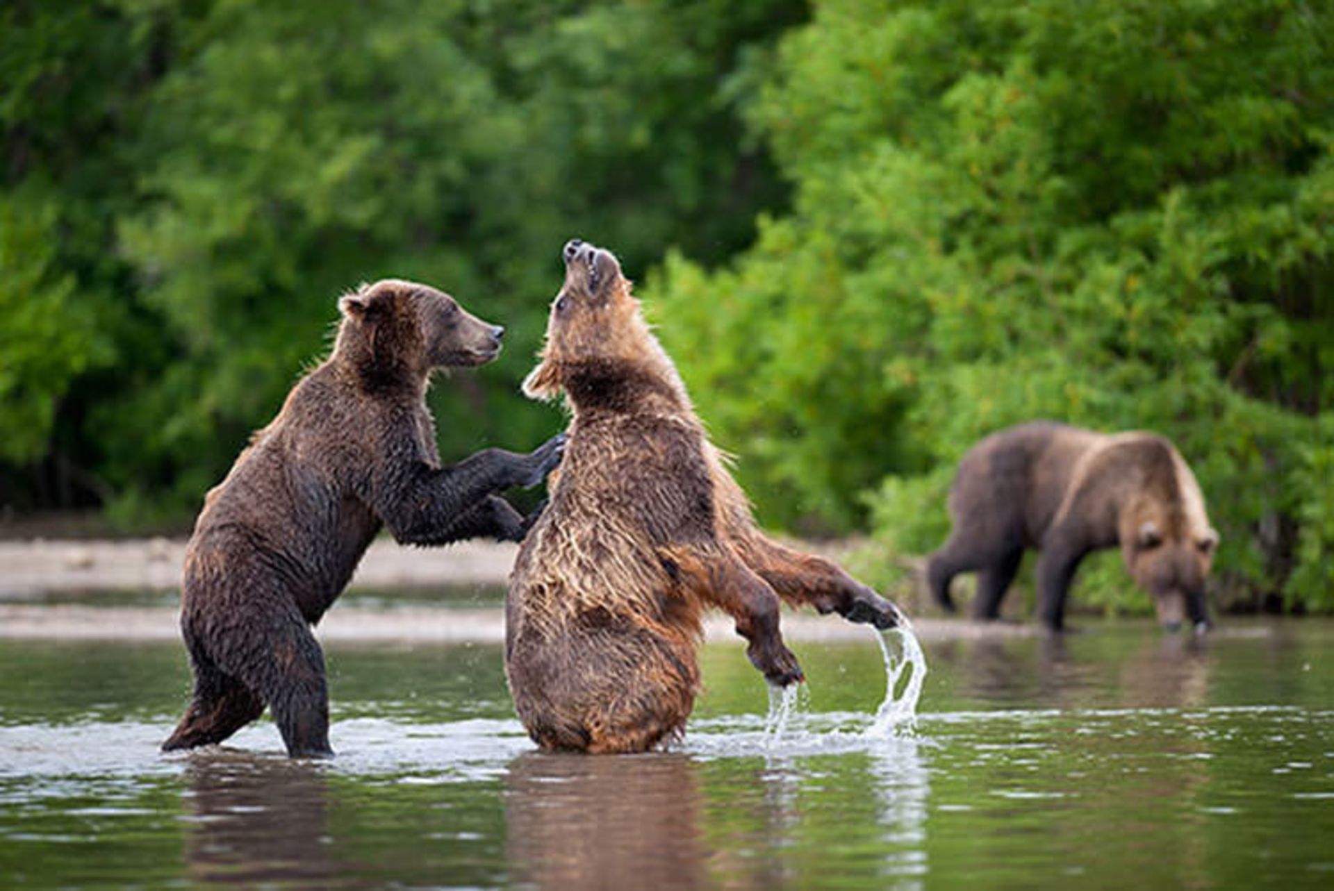 2016-1-191d0d72-afe5-4b73-9553-56e51c06be63-funny-bears-doing-human-things-12
