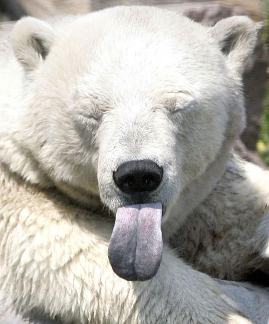2016-1-1e5aa339-fd1c-402f-9684-eb1ada01e973-funny-bears-doing-human-things-18