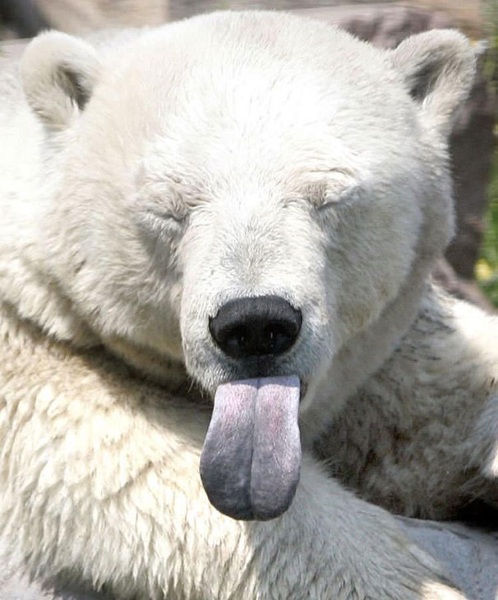 2016-1-1e5aa339-fd1c-402f-9684-eb1ada01e973-funny-bears-doing-human-things-18