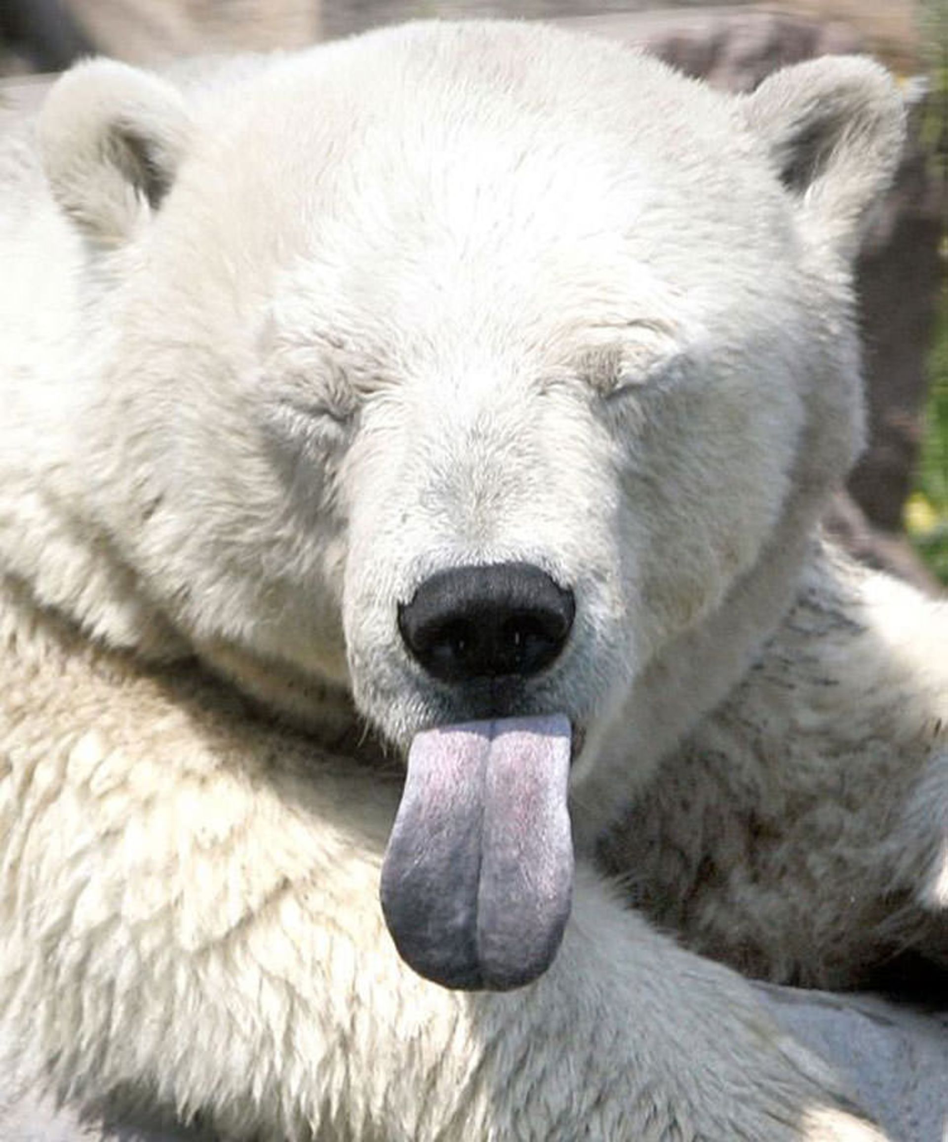 2016-1-1e5aa339-fd1c-402f-9684-eb1ada01e973-funny-bears-doing-human-things-18