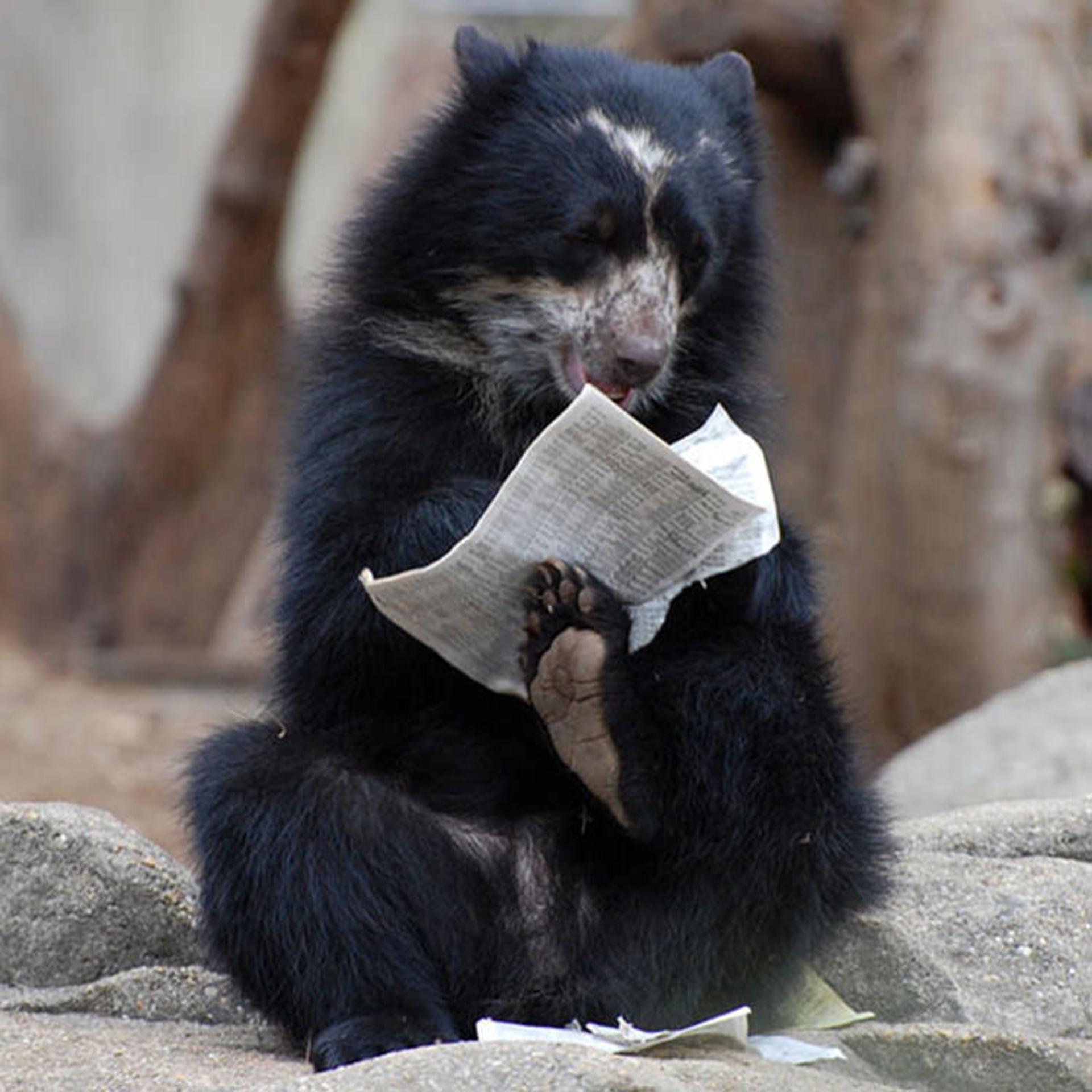 2016-1-208aef7c-7041-4576-877d-2d31ca2122b7-funny-bears-doing-human-things-8