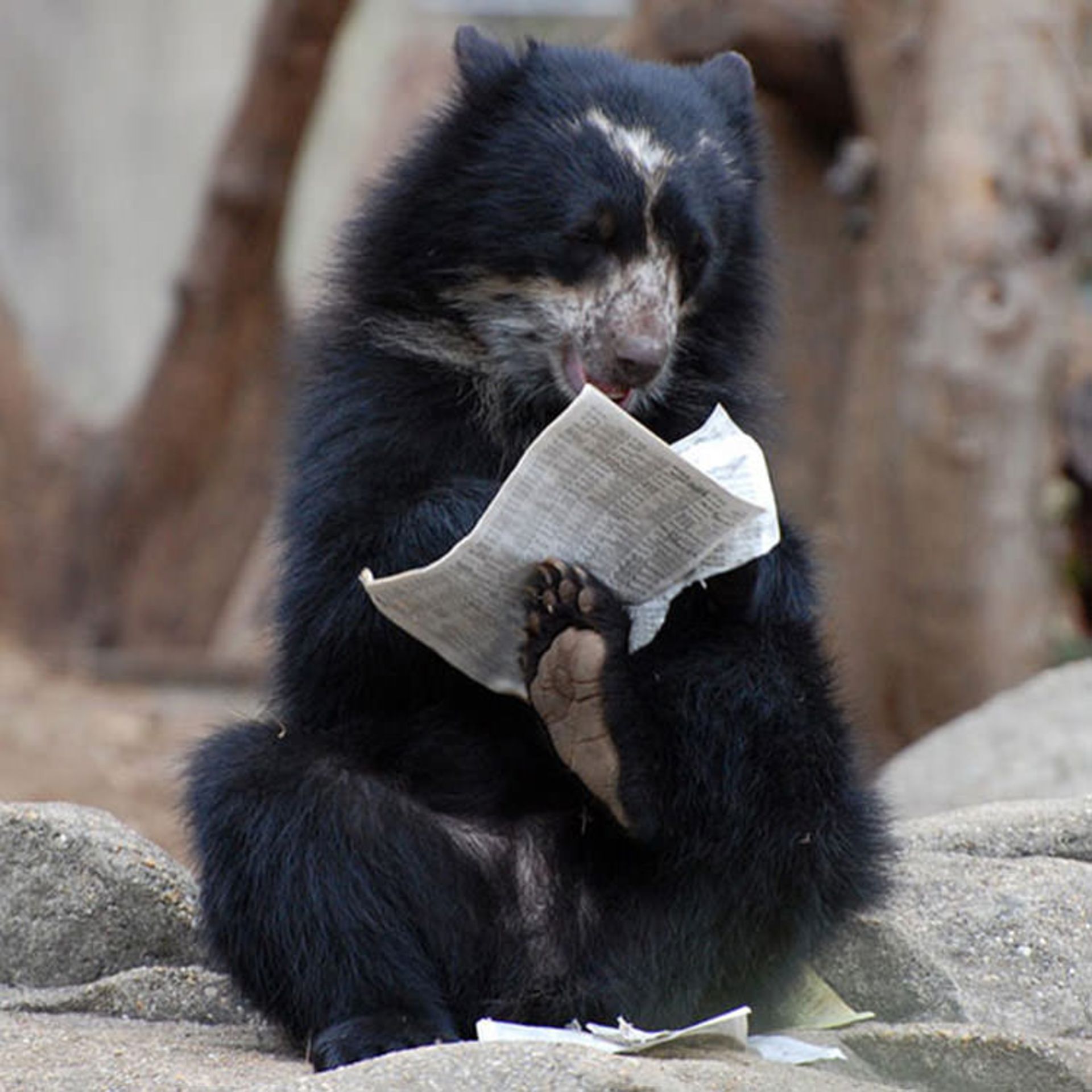 2016-1-208aef7c-7041-4576-877d-2d31ca2122b7-funny-bears-doing-human-things-8