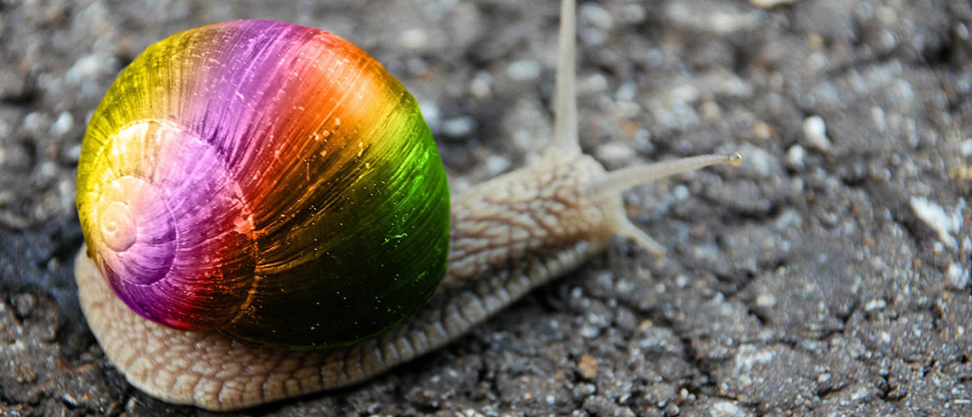 2016-1-20b29835-72f2-4e51-be9c-cf64d4c2f04c-rainbow-snail-wallpaper-12994