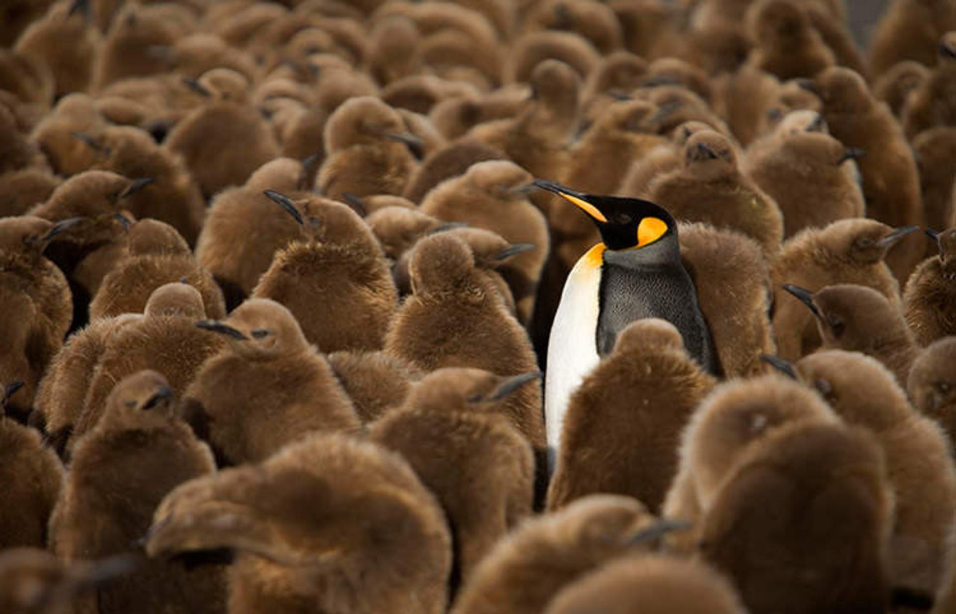 ثبت تصاویری بامزه از پنگوئن‌ها