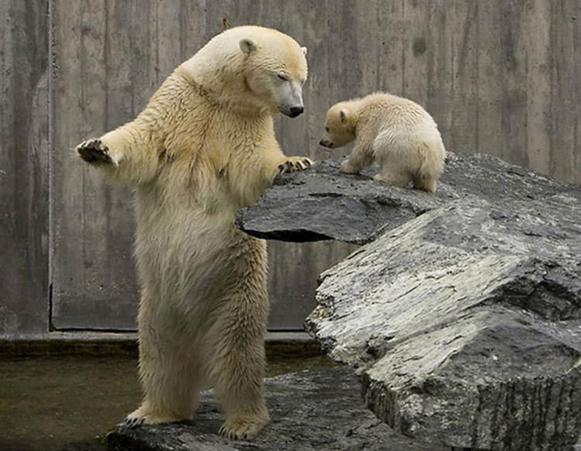 2016-1-22981500-806b-413a-9188-270074c02c9e-funny-bears-doing-human-things-241