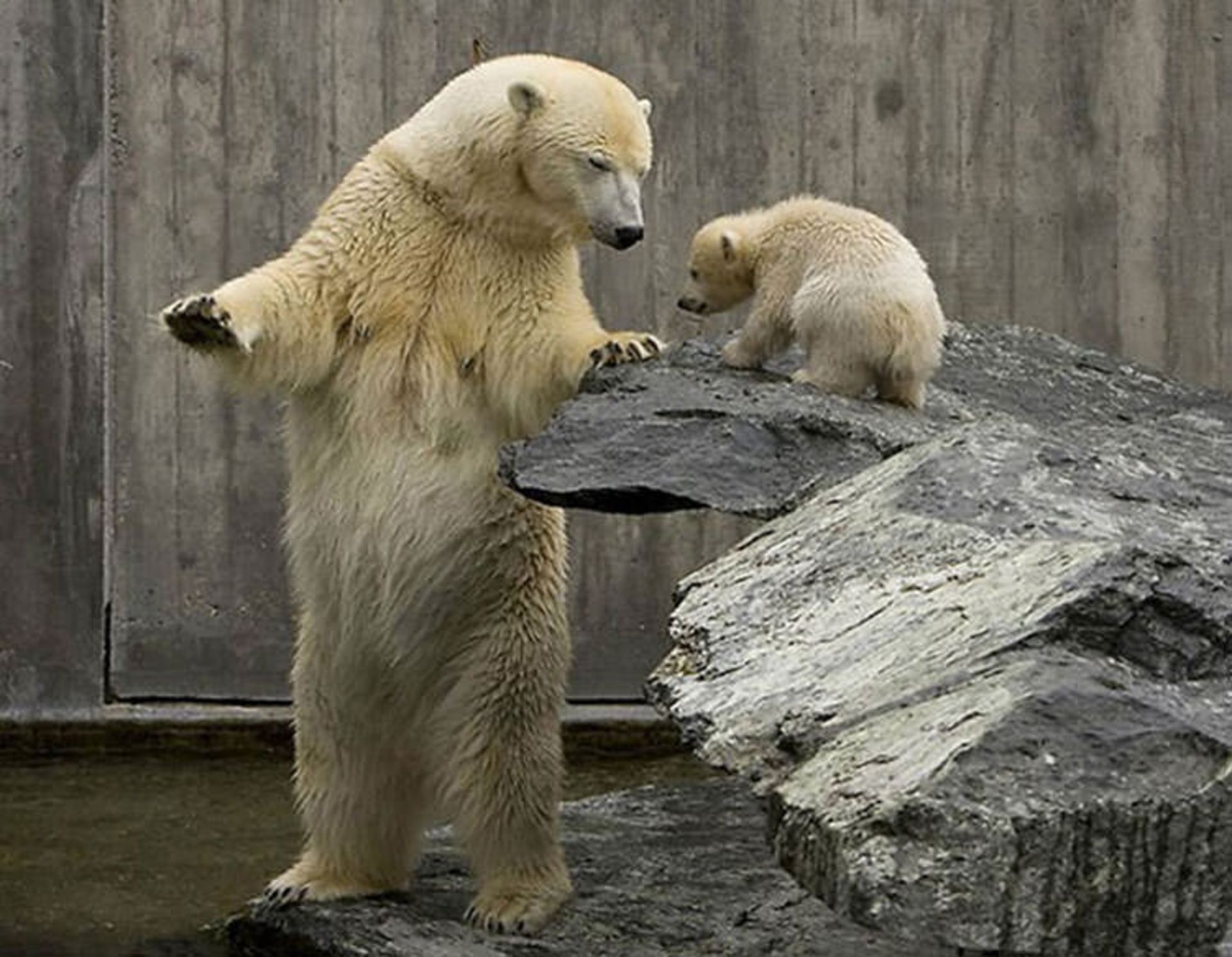 2016-1-22981500-806b-413a-9188-270074c02c9e-funny-bears-doing-human-things-241