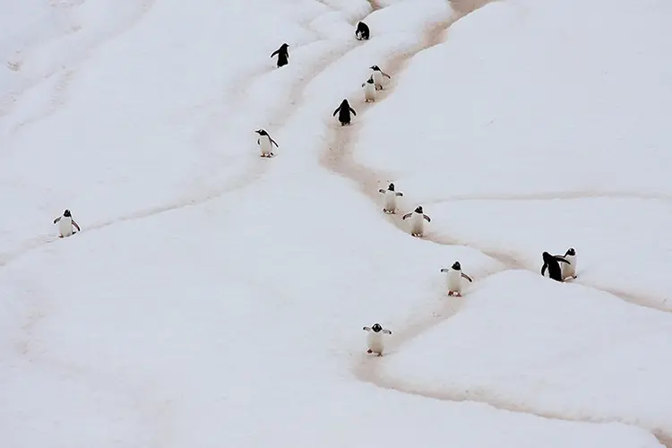 ثبت تصاویری بامزه از پنگوئن‌ها