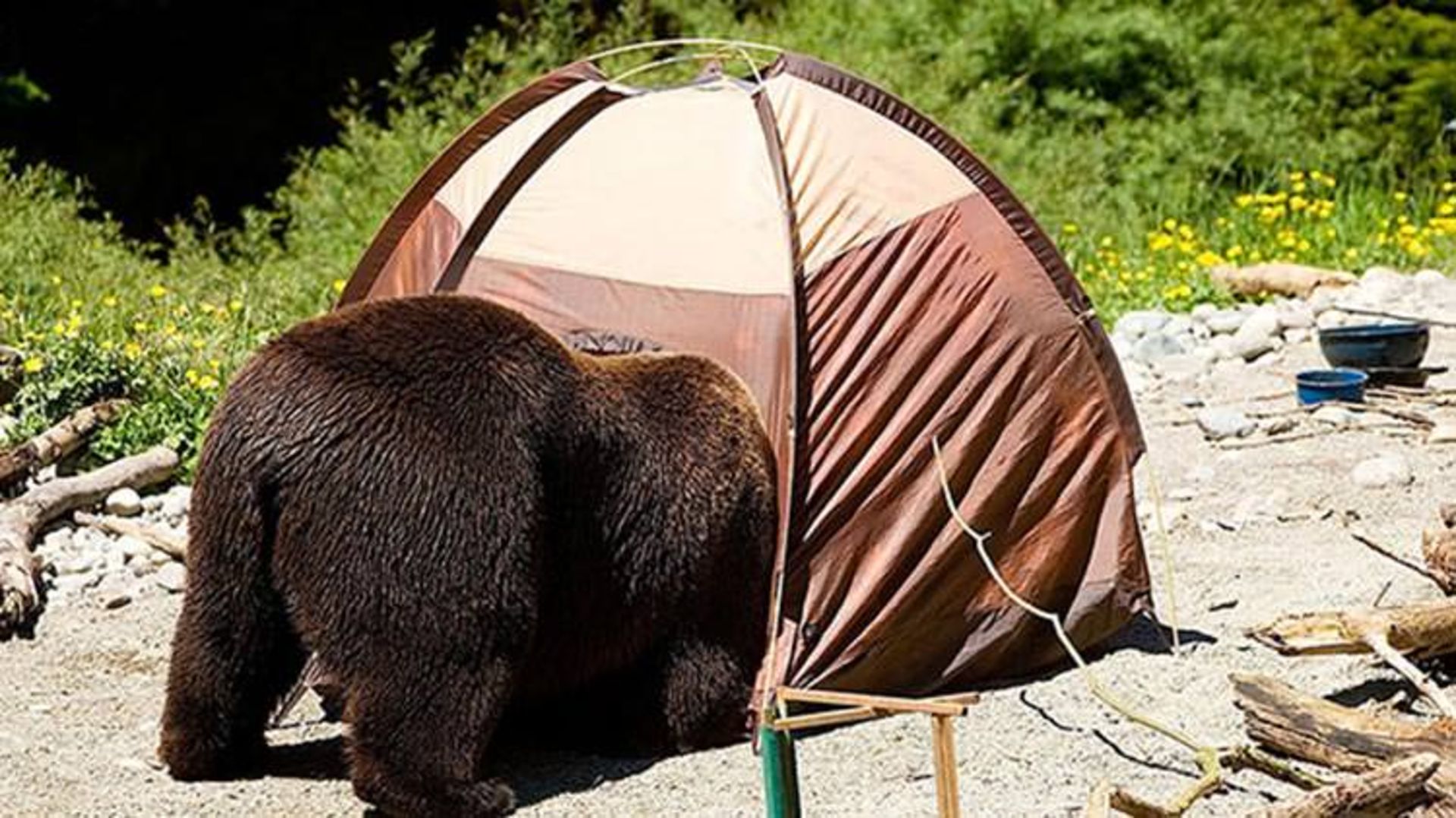 2016-1-346f9934-181a-48fa-b9c7-485b7dce6712-funny-bears-doing-human-things-5