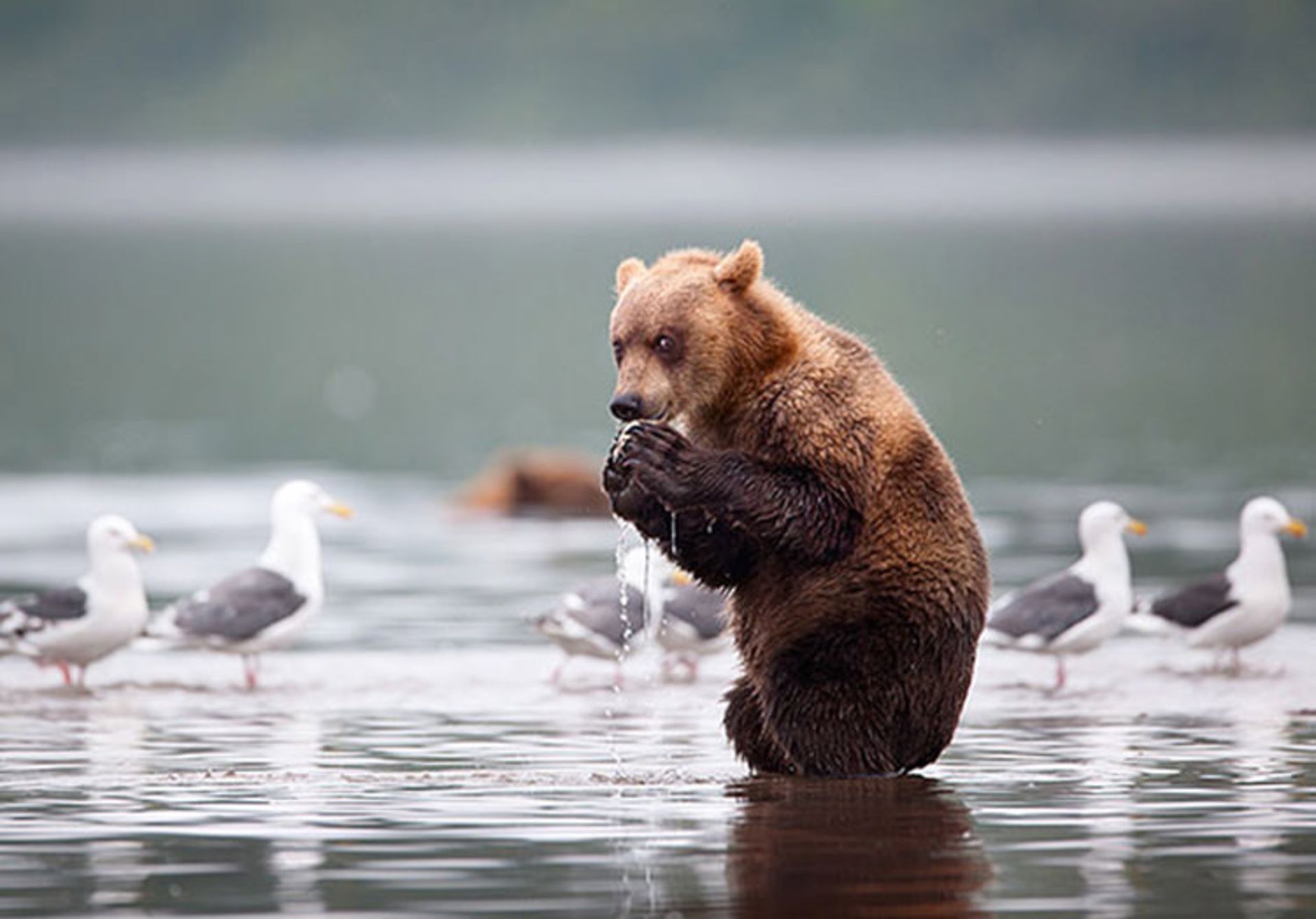 2016-1-376bb5dd-844b-4fca-af0b-7bdd6f7f6de1-funny-bears-doing-human-things-7