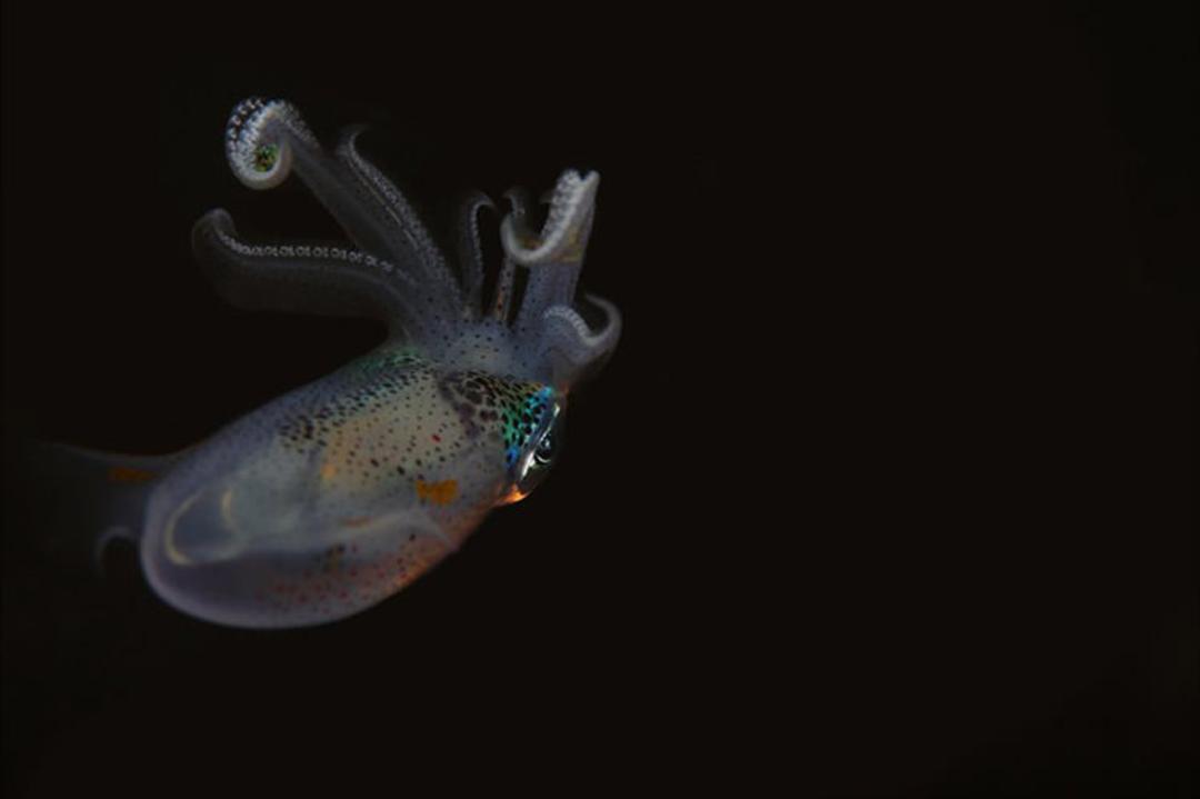 ماهی bigfin 