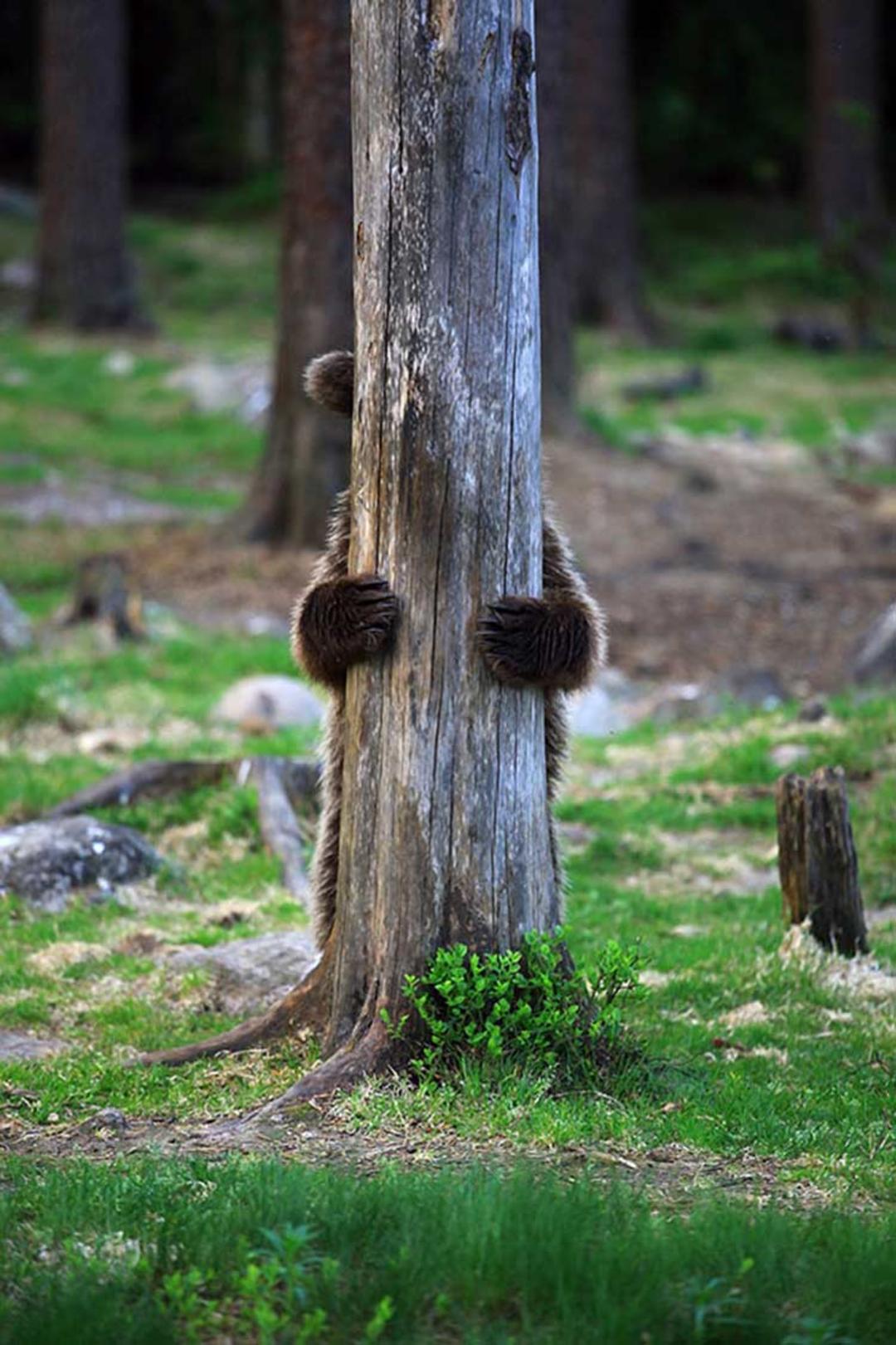 2016-1-43a0482c-1fe8-4716-804d-b55313bab24b-funny-bears-doing-human-things-16