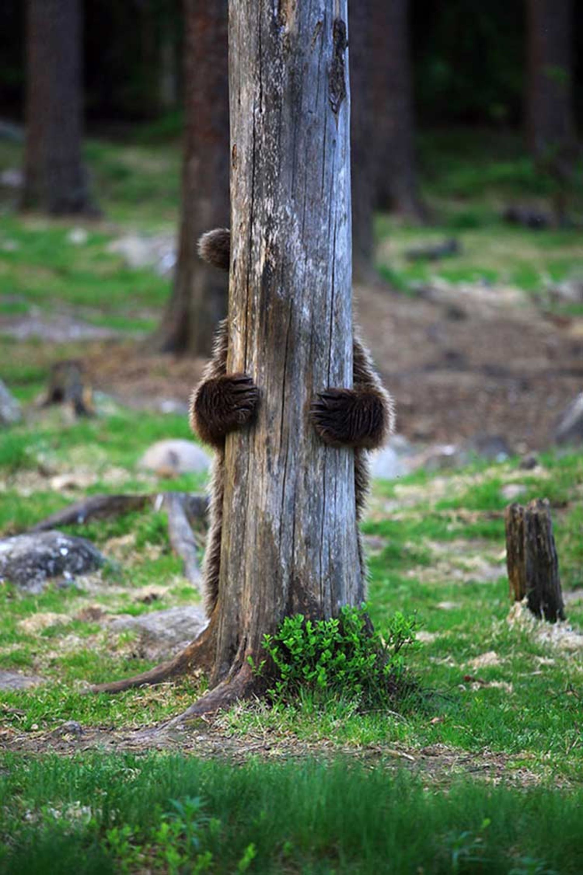 2016-1-43a0482c-1fe8-4716-804d-b55313bab24b-funny-bears-doing-human-things-16