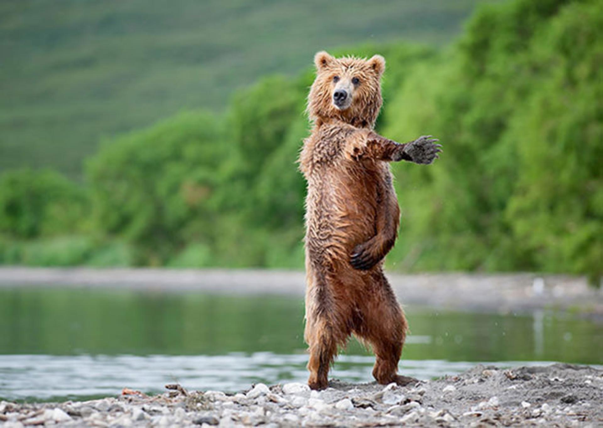 2016-1-47d8f666-a4ef-42cf-8182-ed363243f703-funny-bears-doing-human-things-13