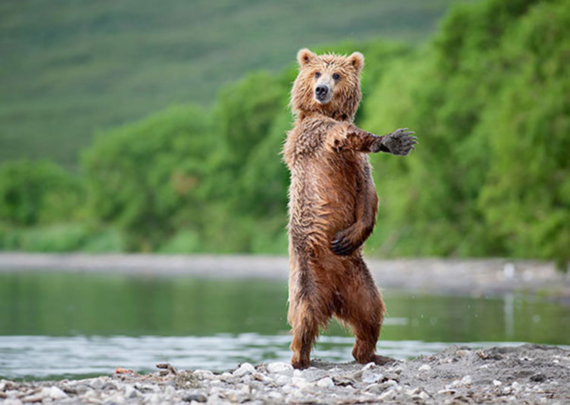 2016-1-47d8f666-a4ef-42cf-8182-ed363243f703-funny-bears-doing-human-things-13