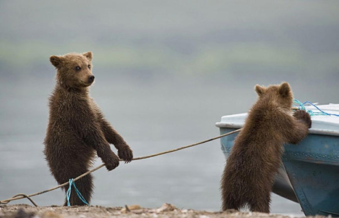2016-1-48005e04-6c95-4c7b-bcc2-f428c5d4abc5-funny-bears-doing-human-things-6