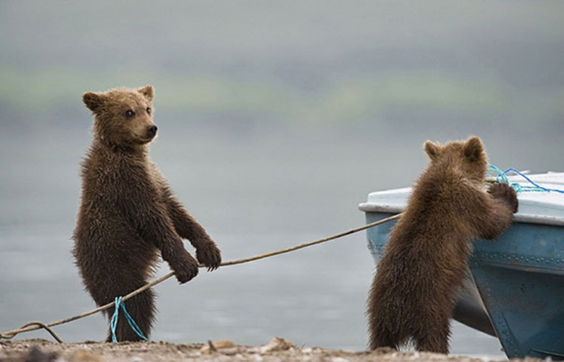 2016-1-48005e04-6c95-4c7b-bcc2-f428c5d4abc5-funny-bears-doing-human-things-6