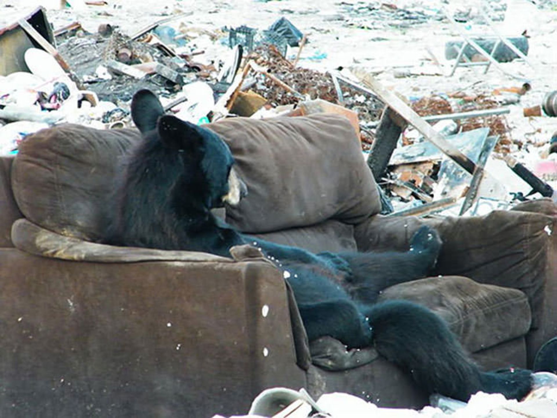 2016-1-514966e6-2b59-4cde-8a40-ea5dfa758e90-funny-bears-doing-human-things-24