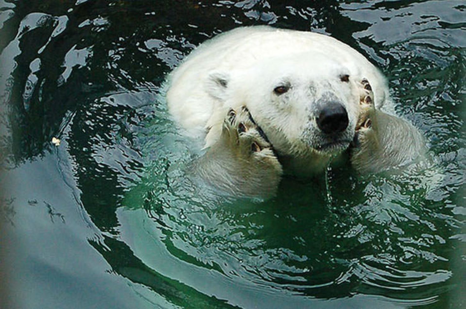 2016-1-598a7108-b8b4-4401-ab99-3671c57106ad-funny-bears-doing-human-things-11