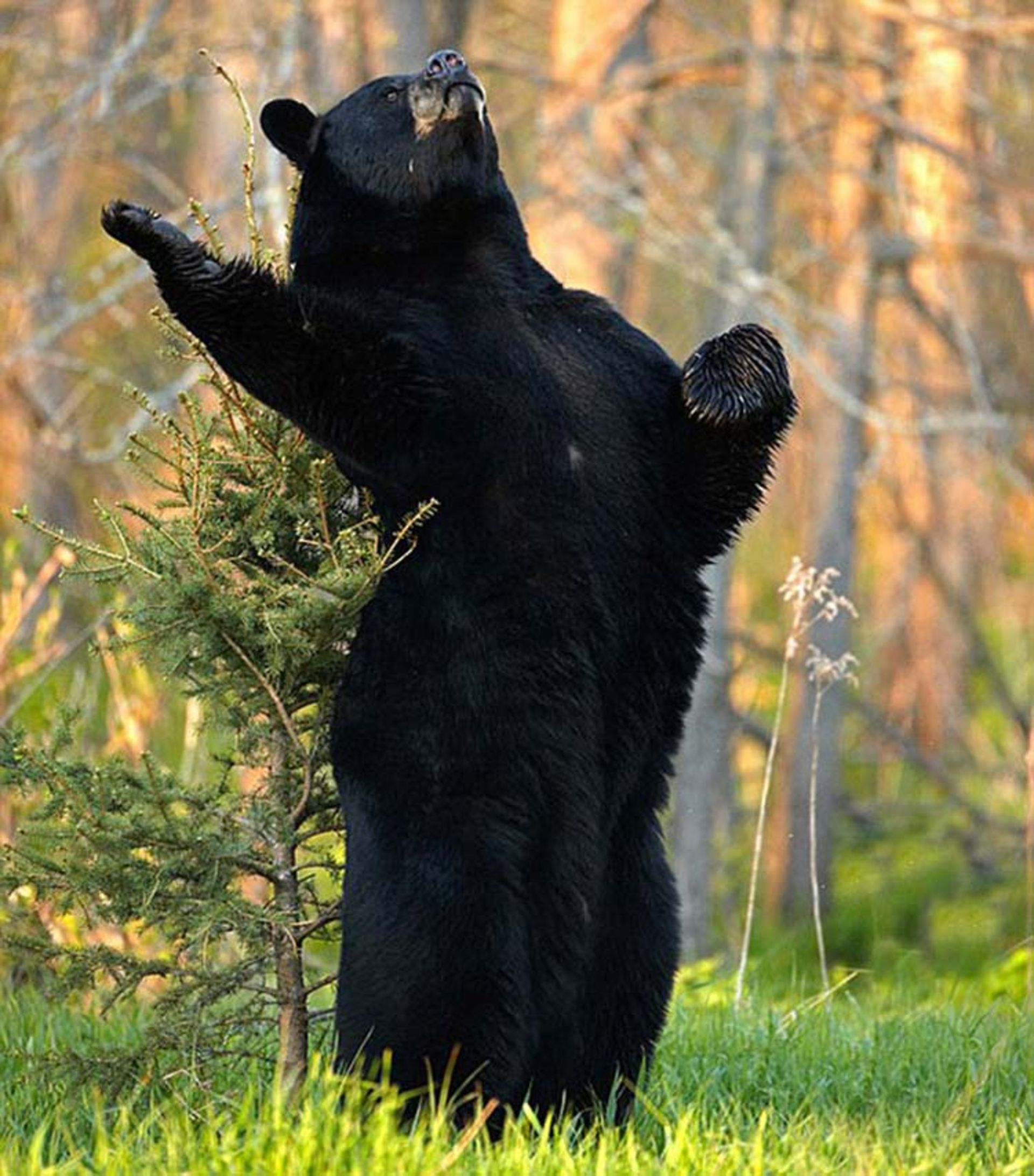 2016-1-5b83dad8-ebdf-445a-b9fb-49908268d5b6-funny-bears-doing-human-things-34