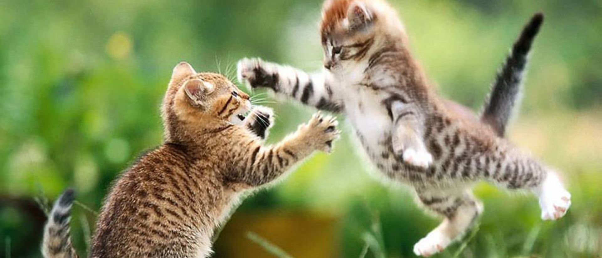 ماجراجویی‌های دو بچه گربه‌ی بازیگوش