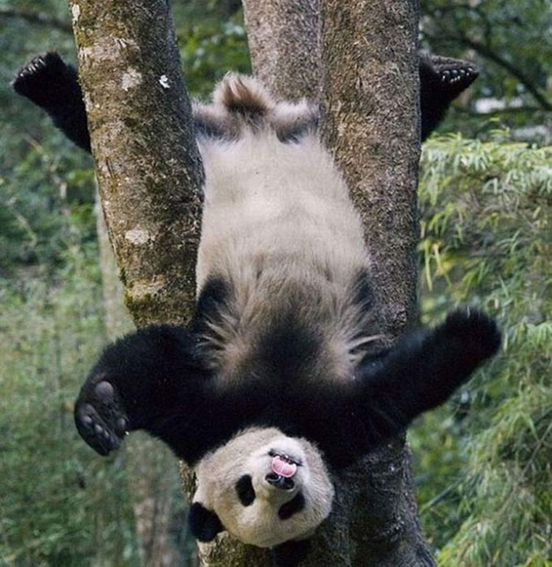 2016-1-62537201-dec4-4e21-aced-6d60720921aa-funny-bears-doing-human-things-33
